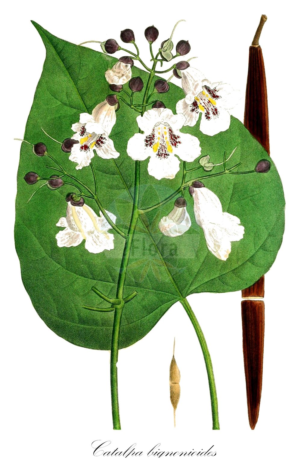 Catalpa bignonioides - Bignoniaceae,Plantae,Pteridobiotina,Angiosperms,Lamiales,Bignoniaceae,Catalpa,Catalpa bignonioides,Bignonia catalpa, Bignonia spectabilis, Bignonia triloba, Catalpa arborea, Catalpa bignonioides f. aurea, Catalpa bignonioides f. aurea, Catalpa bignonioides f. koehnei, Catalpa bignonioides f. koehnei, Catalpa bignonioides f. nana, Catalpa bignonioides f. nana, Catalpa bignonioides f. pulverulenta, Catalpa bignonioides f. pulverulenta, Catalpa bignonioides f. rehderi, Catalpa bignonioides f. variegata, Catalpa bignonioides f. variegata, Catalpa bignonioides var. aurea, Catalpa bignonioides var. nana, Catalpa bignonioides var. pulverulenta, Catalpa bignonioides var. variegata, Catalpa catalpa, Catalpa communis, Catalpa cordifolia, Catalpa pumila, Catalpa speciosa f. albovariegata, Catalpa speciosa f. pulverulenta, Catalpa speciosa var. albovariegata, Catalpa speciosa var. pulverulenta, Catalpa syringifolia, Catalpa syringifolia var. aurea, Catalpa syringifolia var. koehnei, Catalpa syringifolia var. nana, Catalpa syringifolia var. pulverulenta, Catalpa ternifolia, Catalpa tibetica, Catalpa umbraculifera, Catalpium amena,Gewöhnlicher Trompetenbaum;indian-bean-tree;common catalpa;indian bean;southern catalpa;Arbre aux haricots;Catalpa commun;Catalpa de Caroline;catalpa común;Catalpa;catalpa americana;albero dei sigari;moeras-eik;gewoone trompetboom;gewone trompetboom;groene trompetboom;catalpa;árvore-das-trombetas;катальпа бигнониевидная;katalpë;katalpa;trumpetträd;catalpa;katalpa;katalpa bignoniowa;surmia bignoniowa;surmia zwyczajna;アメリカキササゲ;amerika-kisasage;szívlevelű szivarfa;katalpa trubačovitá;katalpa trubačovitá;катальпа бігнонієвидна;бигнониева каталпа