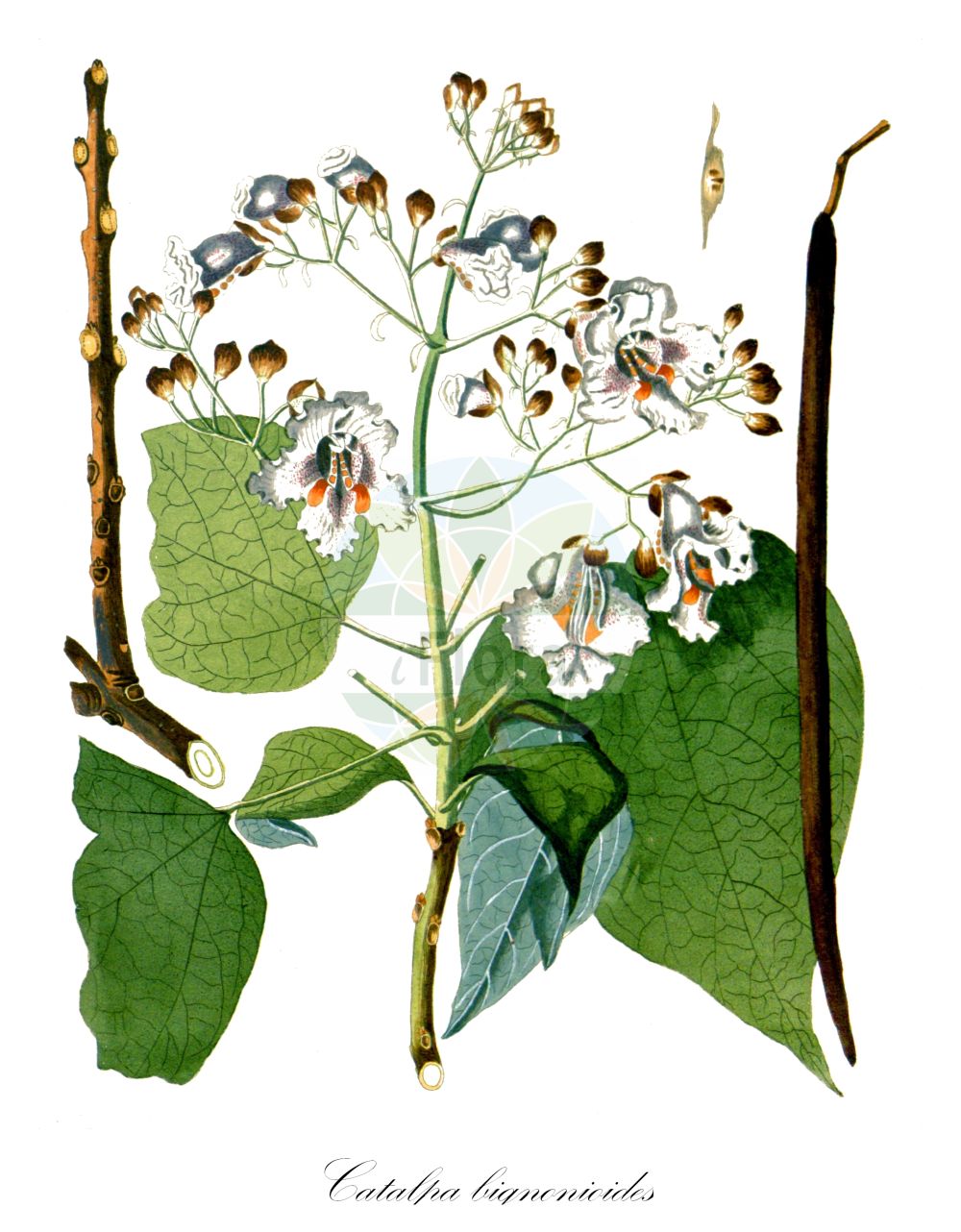 Catalpa bignonioides - Bignoniaceae,Plantae,Pteridobiotina,Angiosperms,Lamiales,Bignoniaceae,Catalpa,Catalpa bignonioides,Bignonia catalpa, Bignonia spectabilis, Bignonia triloba, Catalpa arborea, Catalpa bignonioides f. aurea, Catalpa bignonioides f. aurea, Catalpa bignonioides f. koehnei, Catalpa bignonioides f. koehnei, Catalpa bignonioides f. nana, Catalpa bignonioides f. nana, Catalpa bignonioides f. pulverulenta, Catalpa bignonioides f. pulverulenta, Catalpa bignonioides f. rehderi, Catalpa bignonioides f. variegata, Catalpa bignonioides f. variegata, Catalpa bignonioides var. aurea, Catalpa bignonioides var. nana, Catalpa bignonioides var. pulverulenta, Catalpa bignonioides var. variegata, Catalpa catalpa, Catalpa communis, Catalpa cordifolia, Catalpa pumila, Catalpa speciosa f. albovariegata, Catalpa speciosa f. pulverulenta, Catalpa speciosa var. albovariegata, Catalpa speciosa var. pulverulenta, Catalpa syringifolia, Catalpa syringifolia var. aurea, Catalpa syringifolia var. koehnei, Catalpa syringifolia var. nana, Catalpa syringifolia var. pulverulenta, Catalpa ternifolia, Catalpa tibetica, Catalpa umbraculifera, Catalpium amena,Gewöhnlicher Trompetenbaum;indian-bean-tree;common catalpa;indian bean;southern catalpa;Arbre aux haricots;Catalpa commun;Catalpa de Caroline;catalpa común;Catalpa;catalpa americana;albero dei sigari;moeras-eik;gewoone trompetboom;gewone trompetboom;groene trompetboom;catalpa;árvore-das-trombetas;катальпа бигнониевидная;katalpë;katalpa;trumpetträd;catalpa;katalpa;katalpa bignoniowa;surmia bignoniowa;surmia zwyczajna;アメリカキササゲ;amerika-kisasage;szívlevelű szivarfa;katalpa trubačovitá;katalpa trubačovitá;катальпа бігнонієвидна;бигнониева каталпа