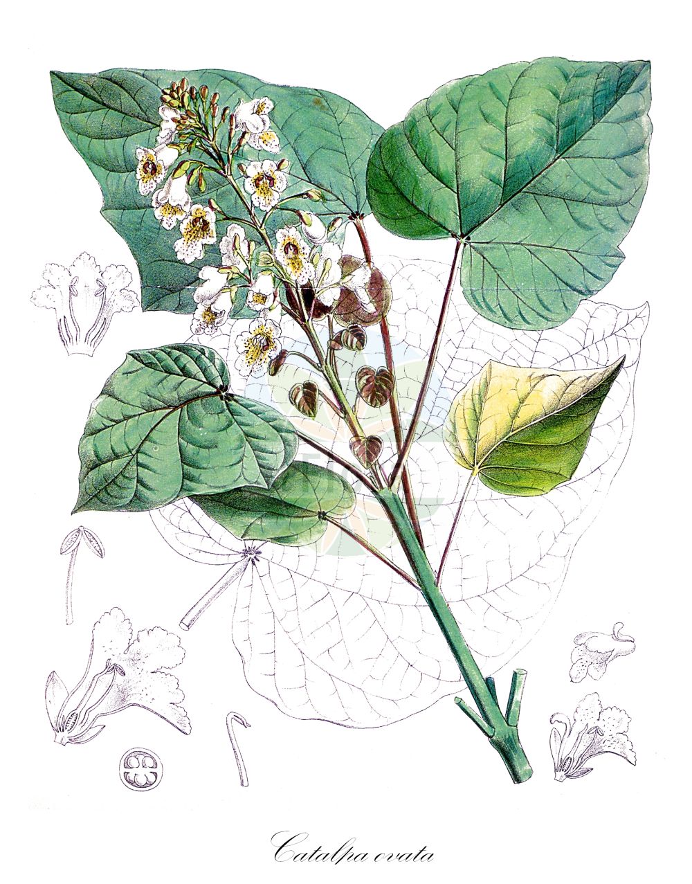 Catalpa ovata - Bignoniaceae,Plantae,Pteridobiotina,Angiosperms,Lamiales,Bignoniaceae,Catalpa,Catalpa ovata,Catalpa bignonioides var. kaempferi, Catalpa bungei, Catalpa henryi, Catalpa himalayaca, Catalpa himalayensis, Catalpa kaempferi, Catalpa nana, Catalpa ovata f. flavescens, Catalpa ovata var. flavescens, Catalpa wallichiana,Kleinblütiger Trompetenbaum;chinese catalpa;yellow bean tree;yellow catalpa;catalpa du Japon;catalpa jaune;catalpa amarilla;catalpa della Cina;gele trompetboom;катальпа яйцевидная;kinesisk katalpa;surmia żołtokwiatowa;katalpa żołtokwiatowa;kisasage;キササゲ;катальпа бігнонієвидна;источноазијска каталпа