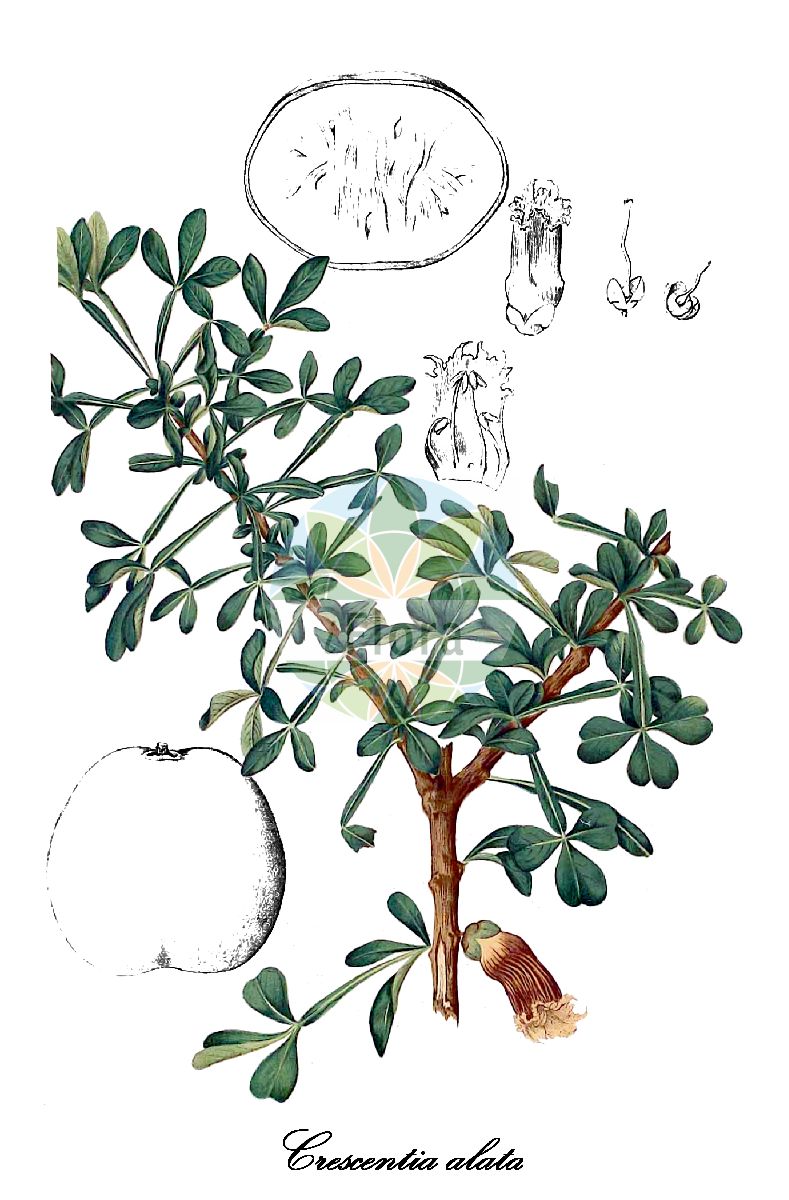 Crescentia alata - Bignoniaceae,Plantae,Pteridobiotina,Angiosperms,Lamiales,Bignoniaceae,Crescentia,Crescentia alata,Crescentia ternata, Crescentia trifolia, Otophora paradoxa, Parmentiera alata, Pteromischus alatus