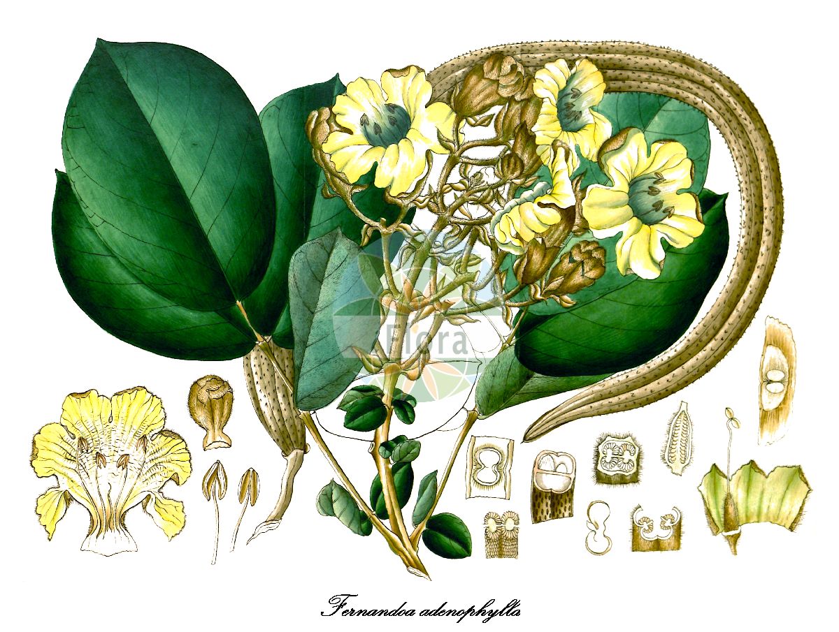 Fernandoa adenophylla - Bignoniaceae,Plantae,Pteridobiotina,Angiosperms,Lamiales,Bignoniaceae,Fernandoa,Fernandoa adenophylla,Bignonia adenophylla, Haplophragma adenophyllum, Heterophragma adenophyllum, Spathodea adenophylla