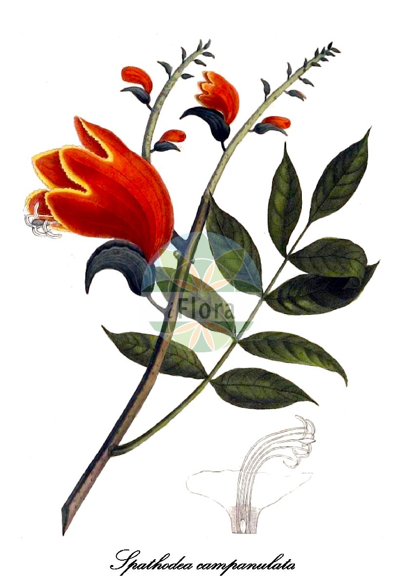 Spathodea campanulata - Bignoniaceae,Plantae,Pteridobiotina,Angiosperms,Lamiales,Bignoniaceae,Spathodea,Spathodea campanulata,Bignonia tulipifera,Afrikanischer Tulpenbaum