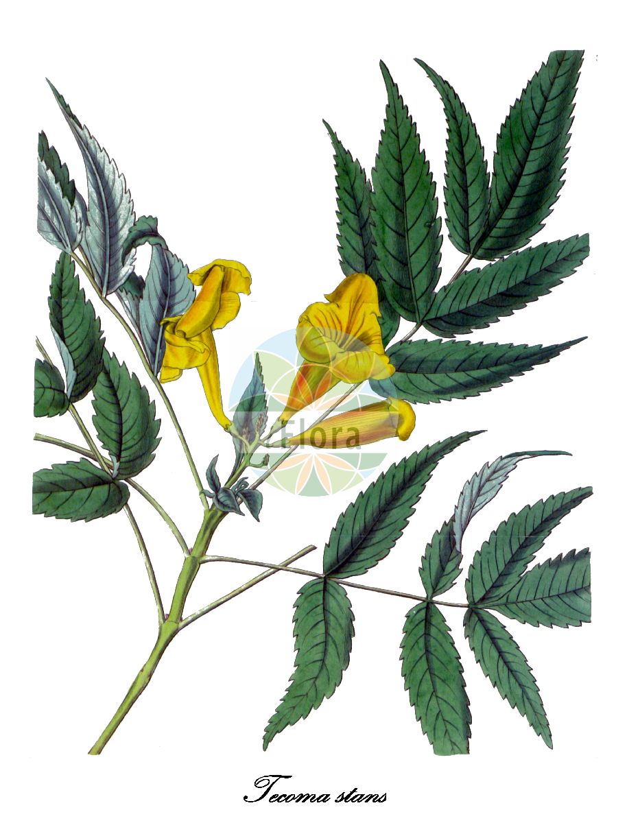 Tecoma stans - Bignoniaceae,Plantae,Pteridobiotina,Angiosperms,Lamiales,Bignoniaceae,Tecoma,Tecoma stans,Bignonia stans, Gelseminum stans, Stenolobium stans, Tecoma molle