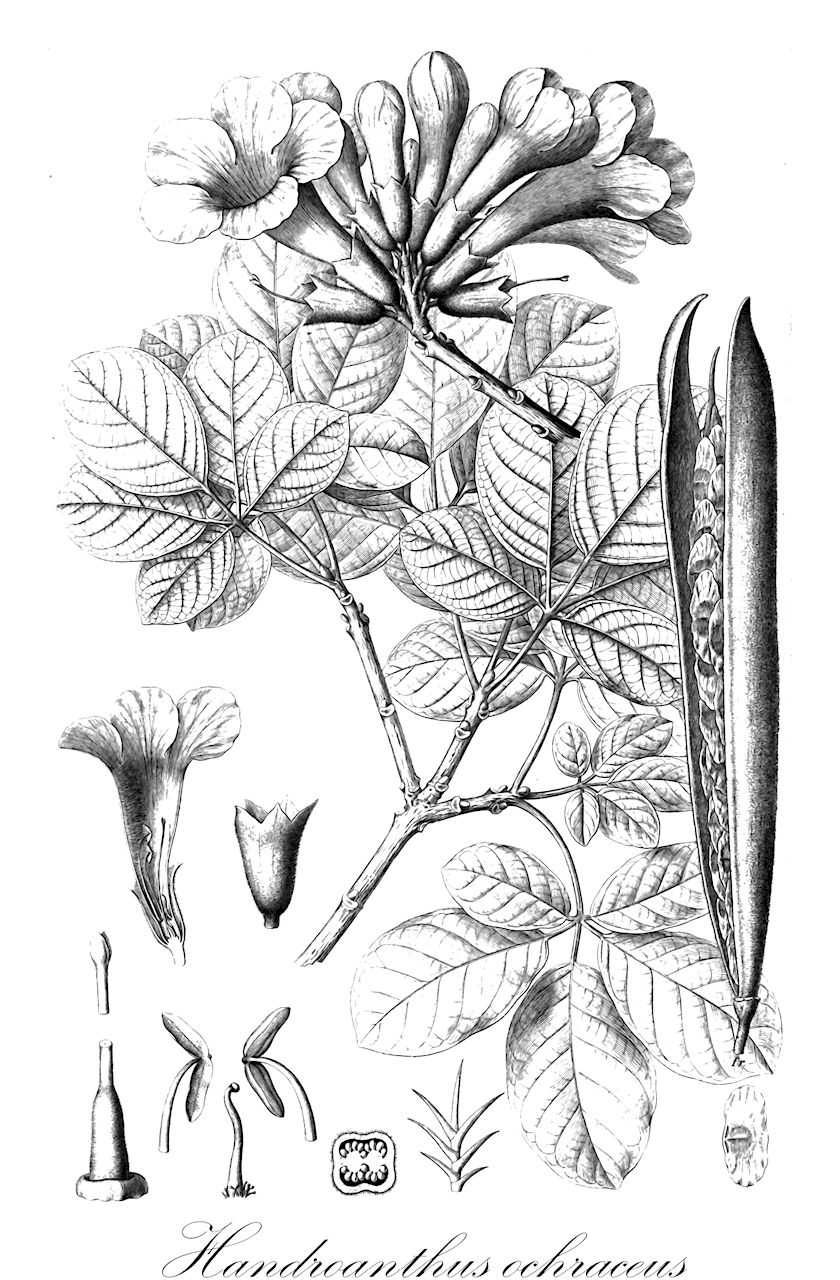 Handroanthus ochraceus - Bignoniaceae,Plantae,Pteridobiotina,Angiosperms,Lamiales,Bignoniaceae,Handroanthus,Handroanthus ochraceus,Tabebuia ochracea, Tecoma ochracea