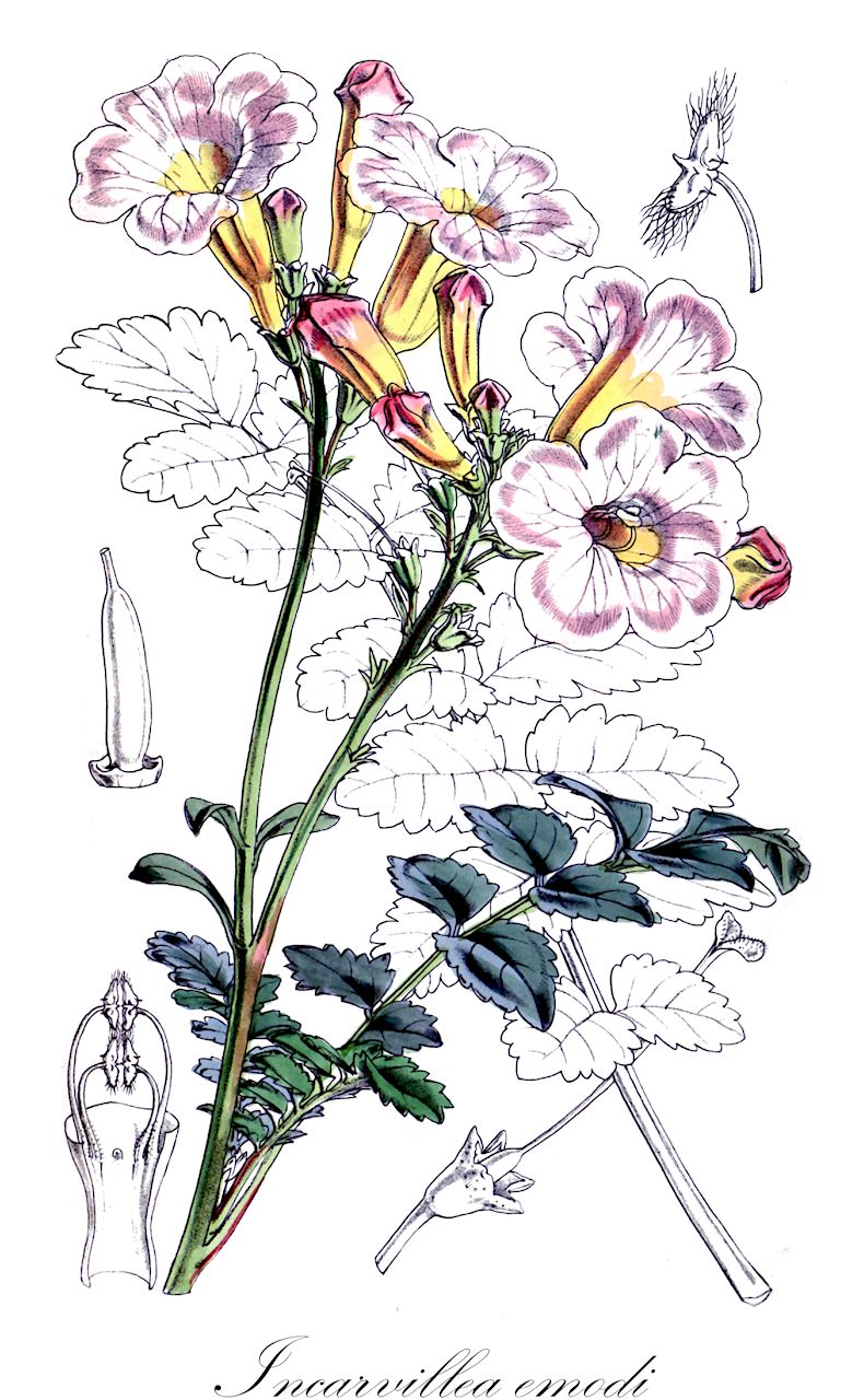 Incarvillea emodi - Bignoniaceae,Plantae,Pteridobiotina,Angiosperms,Lamiales,Bignoniaceae,Incarvillea,Incarvillea emodi,Amphicome emodi