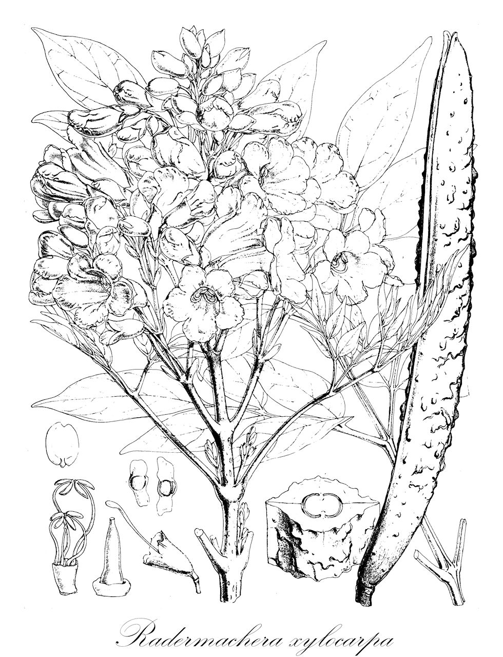 Radermachera xylocarpa - Bignoniaceae,Plantae,Pteridobiotina,Angiosperms,Lamiales,Bignoniaceae,Radermachera,Radermachera xylocarpa,Bignonia xylocarpa, Spathodea xylocarpa, Stereospermum xylocarpum, Tecoma xylocarpa