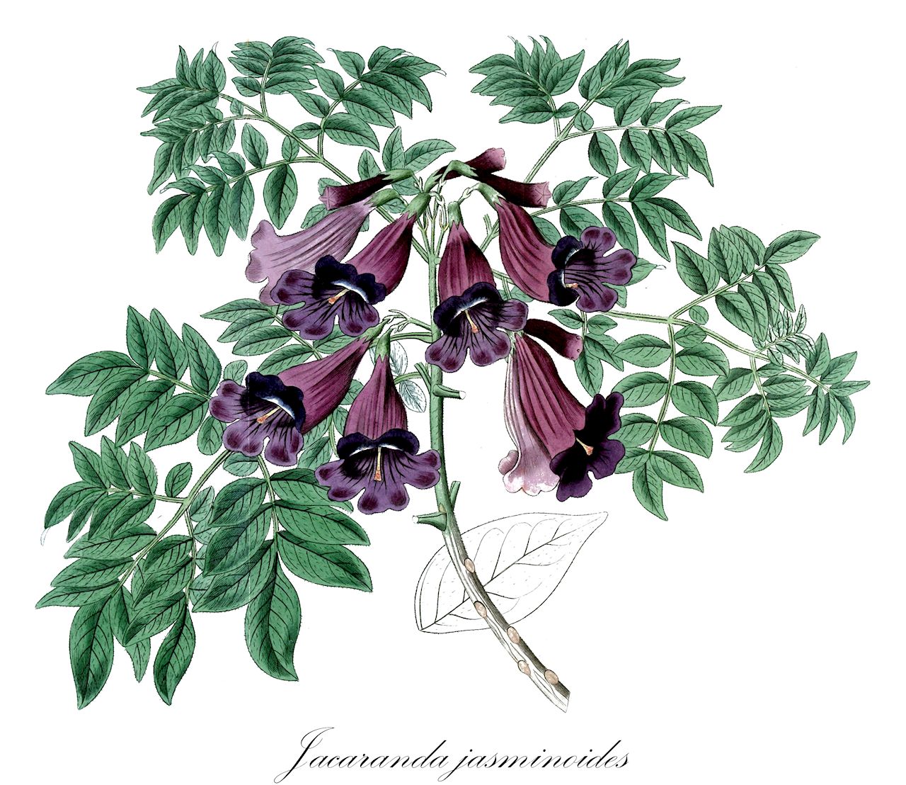 Jacaranda jasminoides - Bignoniaceae,Plantae,Pteridobiotina,Angiosperms,Lamiales,Bignoniaceae,Jacaranda,Jacaranda jasminoides,Bignonia curialis, Bignonia jasminoides, Jacaranda alagoensis, Jacaranda curialis, Jacaranda pubescens, Jacaranda subvelutina, Jacaranda tomentosa