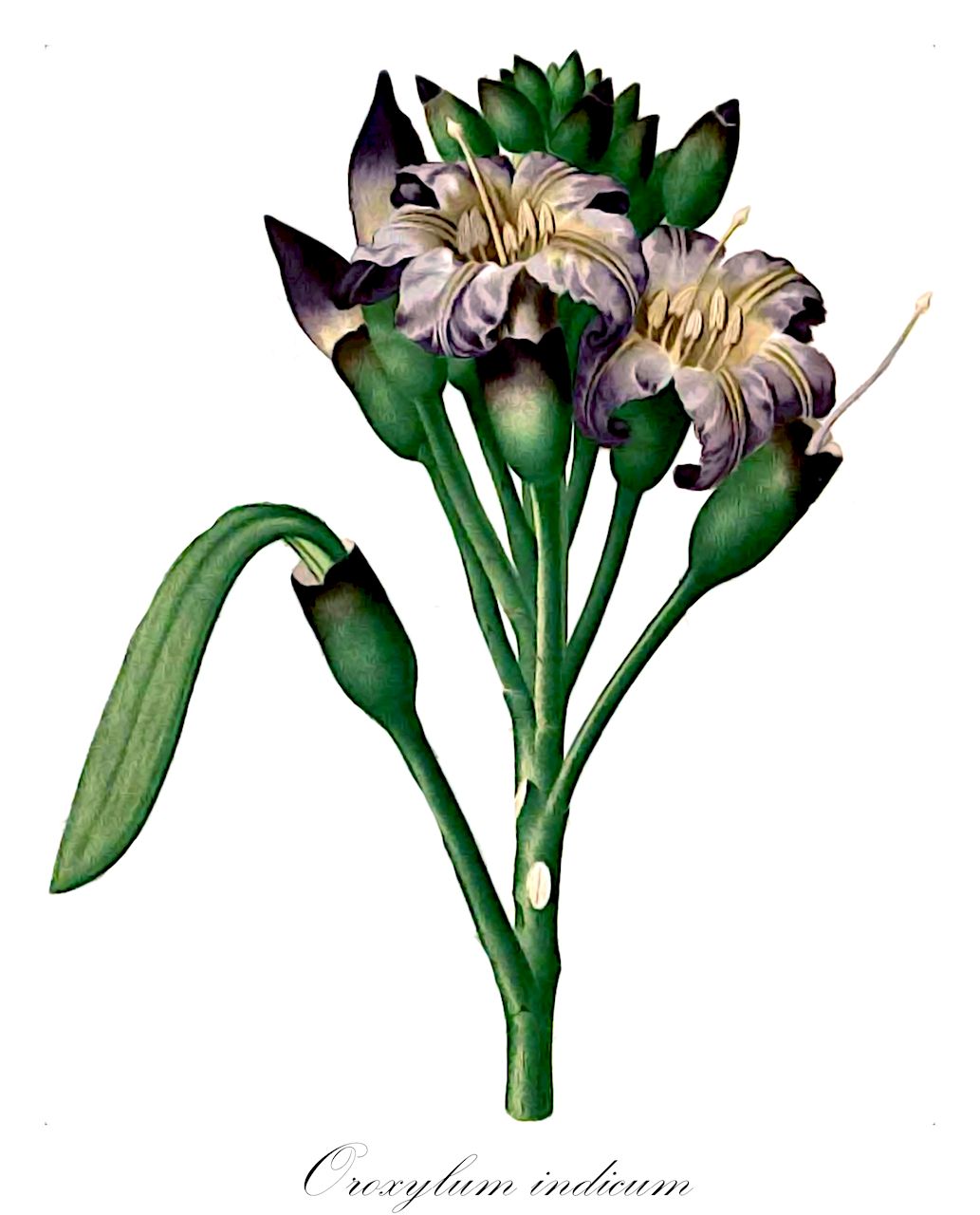 Oroxylum indicum - Bignoniaceae,Plantae,Pteridobiotina,Angiosperms,Lamiales,Bignoniaceae,Oroxylum,Oroxylum indicum,Arthrophyllum ceylanicum, Arthrophyllum reticulatum, Bignonia indica, Bignonia lugubris, Bignonia pentandra, Bignonia quadripinnata, Bignonia tripinnata, Bignonia tuberculata, Calosanthes indica, Hippoxylon indica, Oroxylum flavum, Spathodea indica