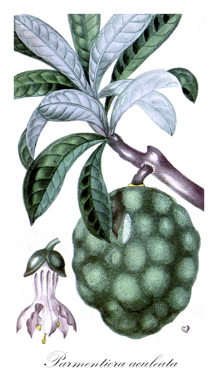 Parmentiera aculeata - Bignoniaceae,Plantae,Pteridobiotina,Angiosperms,Lamiales,Bignoniaceae,Parmentiera,Parmentiera aculeata,Crescentia aculeata, Crescentia edulis, Crescentia edulis, Crescentia musaecarpa, Crescentia musicarpa, Parmentiera edulis, Parmentiera foliolosa, Parmentiera lanceolata