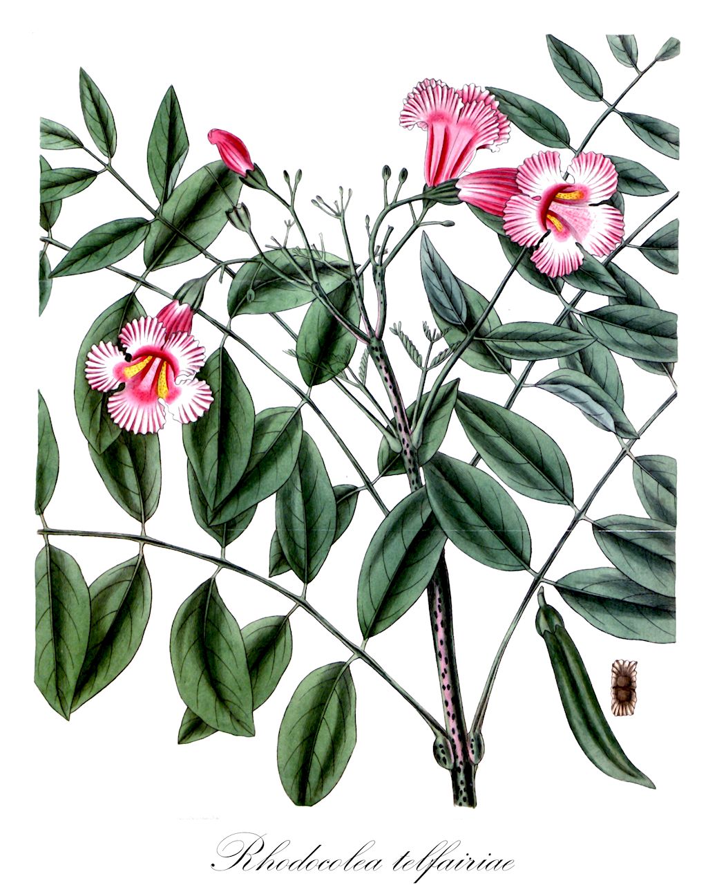 Rhodocolea telfairiae - Bignoniaceae,Plantae,Pteridobiotina,Angiosperms,Lamiales,Bignoniaceae,Rhodocolea,Rhodocolea telfairiae,Bignonia telfairiae, Colea telfairii, Uloma telfairia, Uloma telfairiae