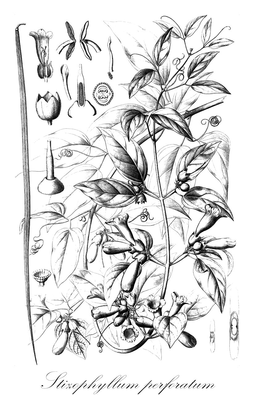 Stizophyllum perforatum - Bignoniaceae,Plantae,Pteridobiotina,Angiosperms,Lamiales,Bignoniaceae,Stizophyllum,Stizophyllum perforatum,Bignonia arrabidae, Bignonia calycina, Bignonia dentata, Bignonia glandulosa, Bignonia glandulosa, Bignonia longisiliqua, Bignonia occidentalis, Bignonia perforata, Bignonia physaloides, Bignonia punctata, Bignonia velutina, Petastoma physaloides, Petastoma urceolare, Stizophyllum dentatum, Stizophyllum denticulatum, Stizophyllum glandulosum, Stizophyllum longisiliquum, Stizophyllum occidentale, Stizophyllum perforatum var. dentatum, Stizophyllum perforatum var. physaloide, Stizophyllum velutinum