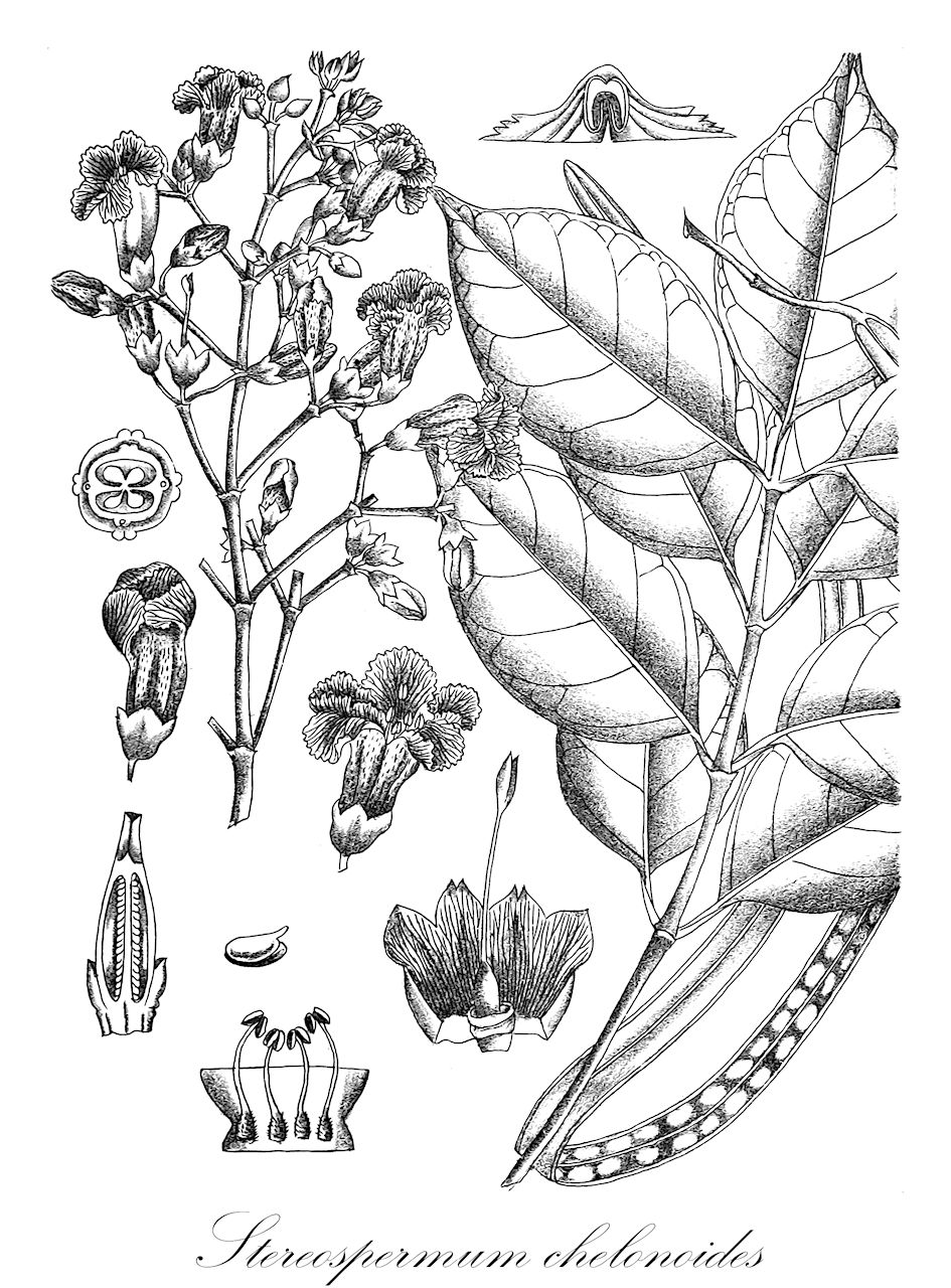 Stereospermum chelonoides - Bignoniaceae,Plantae,Pteridobiotina,Angiosperms,Lamiales,Bignoniaceae,Stereospermum,Stereospermum chelonoides,Bignonia chelonoides, Bignonia gratissima, Bignonia gratissima, Bignonia suaveolens, Heterophragma chelonoides, Heterophragma suaveolens, Hieranthes fragrans, Spathodea suaveolens, Stereospermum chelonoides var. shendurunii, Stereospermum colais var. shendurunii, Stereospermum suaveolens, Tecoma suaveolens