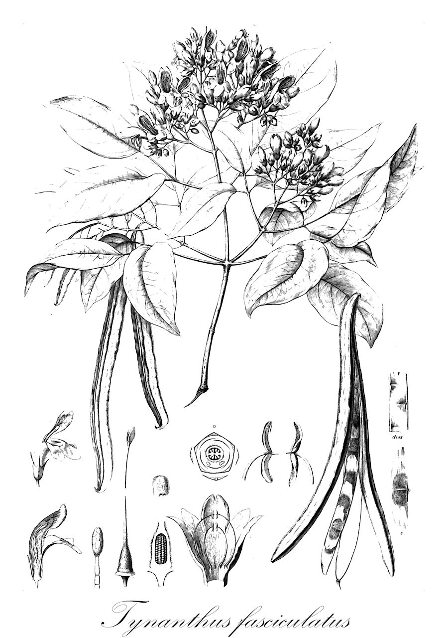 Tynanthus fasciculatus - Bignoniaceae,Plantae,Pteridobiotina,Angiosperms,Lamiales,Bignoniaceae,Tynanthus,Tynanthus fasciculatus,Arrabidaea fasciculata, Bignonia fasciculata, Cuspidaria fasciculata, Schizopsis fasciculata, Vasconcellia fasciculata