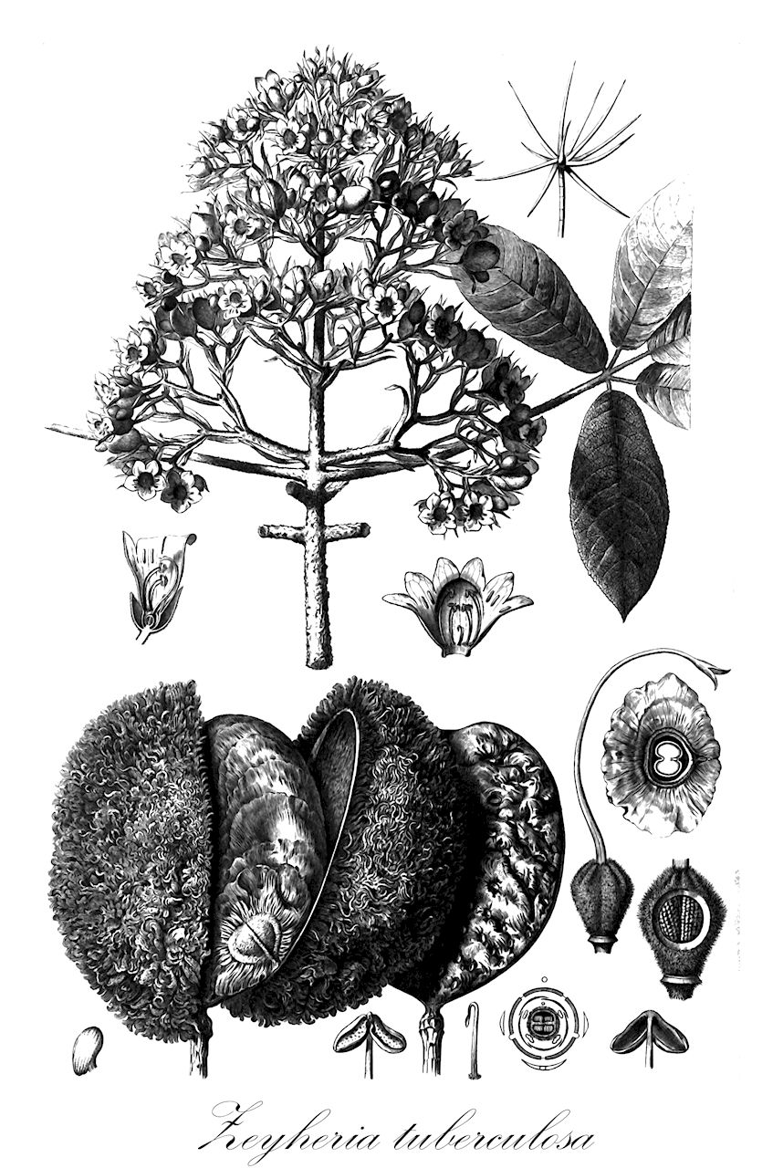 Zeyheria tuberculosa - Bignoniaceae,Plantae,Pteridobiotina,Angiosperms,Lamiales,Bignoniaceae,Zeyheria,Zeyheria tuberculosa,Bignonia tuberculosa, Jacaranda tuberculosa, Zeyheria kuntzei, Zeyheria tuberculosa