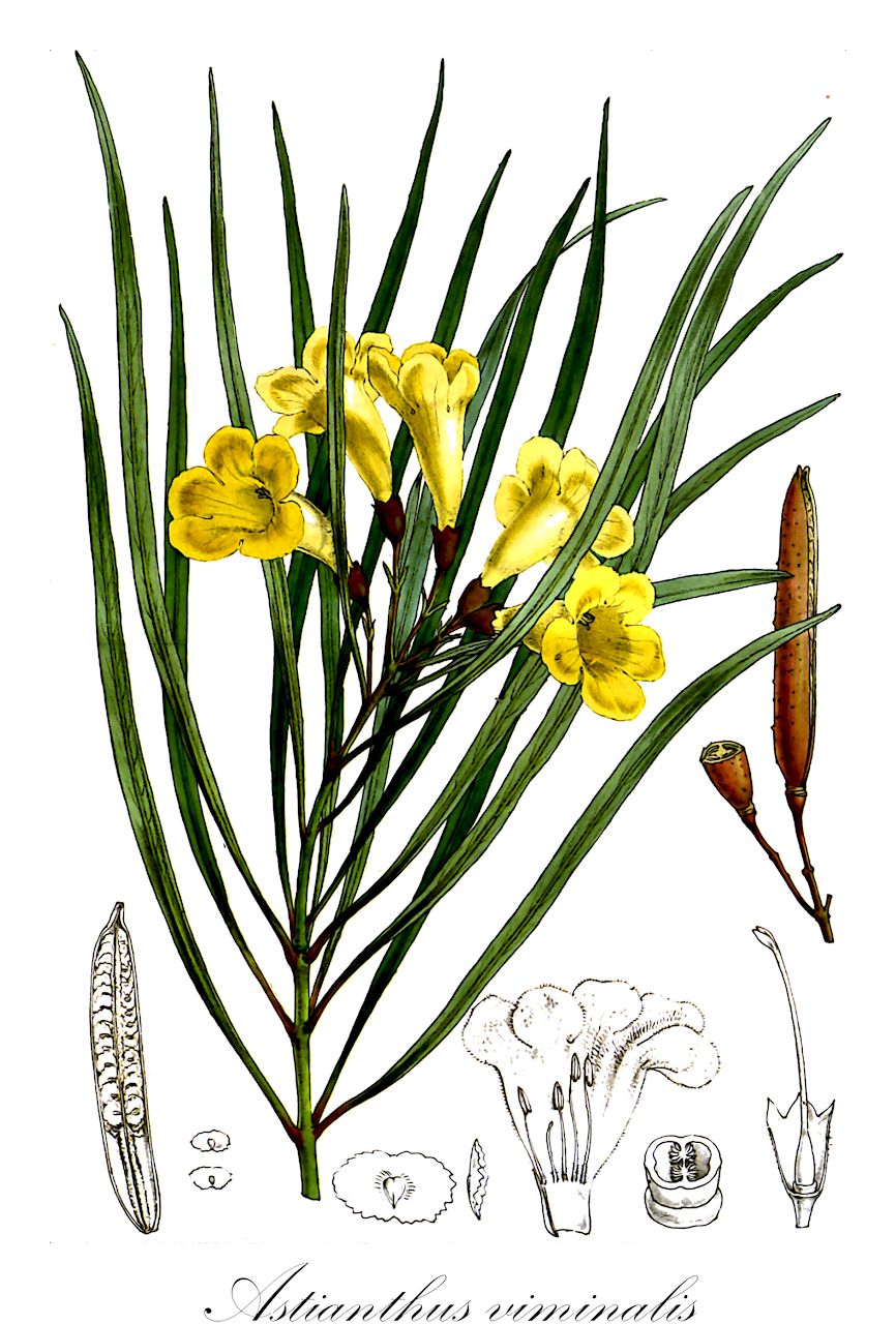 Astianthus viminalis - Bignoniaceae,Plantae,Pteridobiotina,Angiosperms,Lamiales,Bignoniaceae,Astianthus,Astianthus viminalis,Astianthus longifolius, Bignonia salicifolia, Bignonia viminalis, Gelseminum viminale, Tecoma viminalis