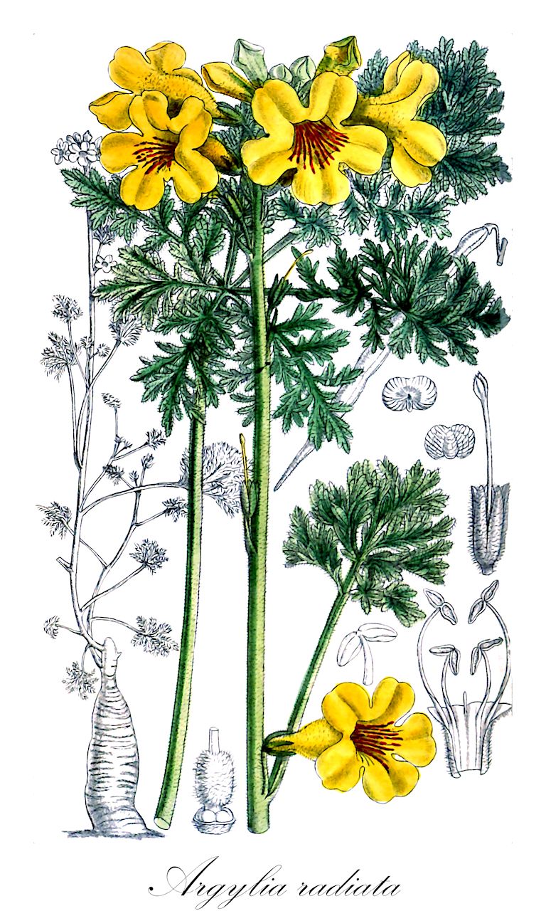 Argylia radiata - Bignoniaceae,Plantae,Pteridobiotina,Angiosperms,Lamiales,Bignoniaceae,Argylia,Argylia radiata,Argylia canescens, Argylia chrysantha, Argylia digitalina, Argylia eremophila, Argylia feuillei, Argylia glabriuscula, Argylia puberula, Argylia tenuifolia, Argylia villosa, Argylia viridis var. digitalina, Bignonia radiata, Oxymitus argyliodes
