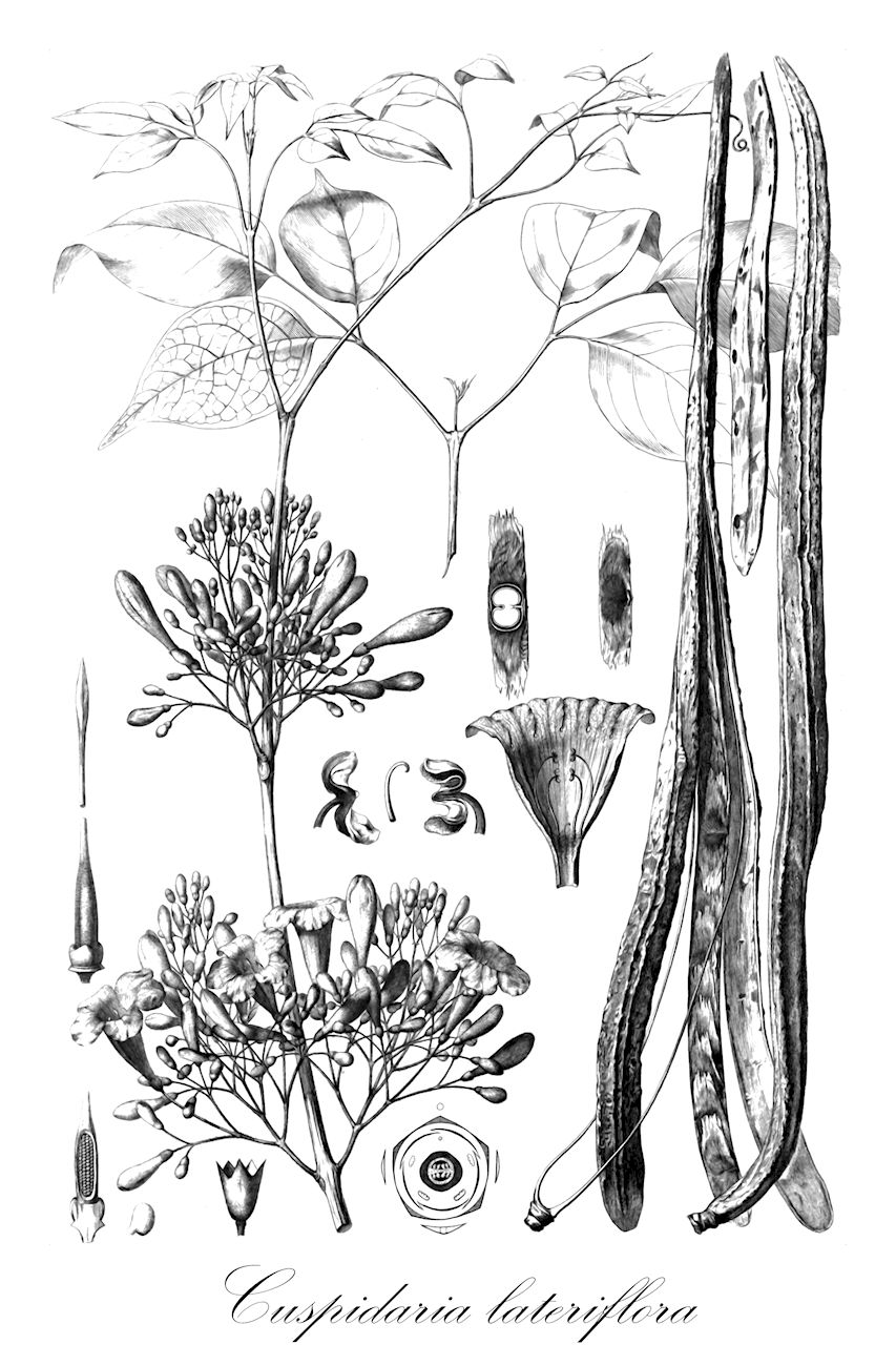Cuspidaria lateriflora - Bignoniaceae,Plantae,Pteridobiotina,Angiosperms,Lamiales,Bignoniaceae,Cuspidaria,Cuspidaria lateriflora,Lochmocydia lateriflora, Saldanhaea confertiflora, Saldanhaea lateriflora, Saldanhaea lateriflora var. elliptica, Saldanhaea lateriflora var. ovata, Tecoma lateriflora