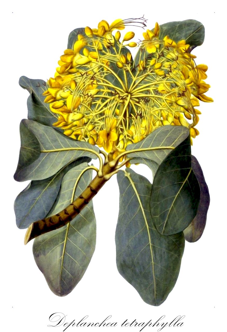 Deplanchea tetraphylla - Bignoniaceae,Bulweria nobilissima, Deplanchea bulweri, Deplanchea bulwerii, Deplanchea tetraphylla var. novoguineensis, Diplanthera tetraphylla, Faradaya chrysoclada, Tecomella bulweri,Plantae,Pteridobiotina,Angiosperms,Lamiales,Bignoniaceae,Deplanchea,Deplanchea tetraphylla