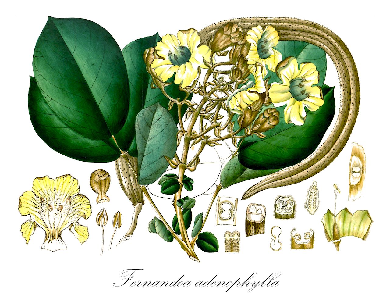 Fernandoa adenophylla - Bignoniaceae,Plantae,Pteridobiotina,Angiosperms,Lamiales,Bignoniaceae,Fernandoa,Fernandoa adenophylla,Bignonia adenophylla, Haplophragma adenophyllum, Heterophragma adenophyllum, Spathodea adenophylla