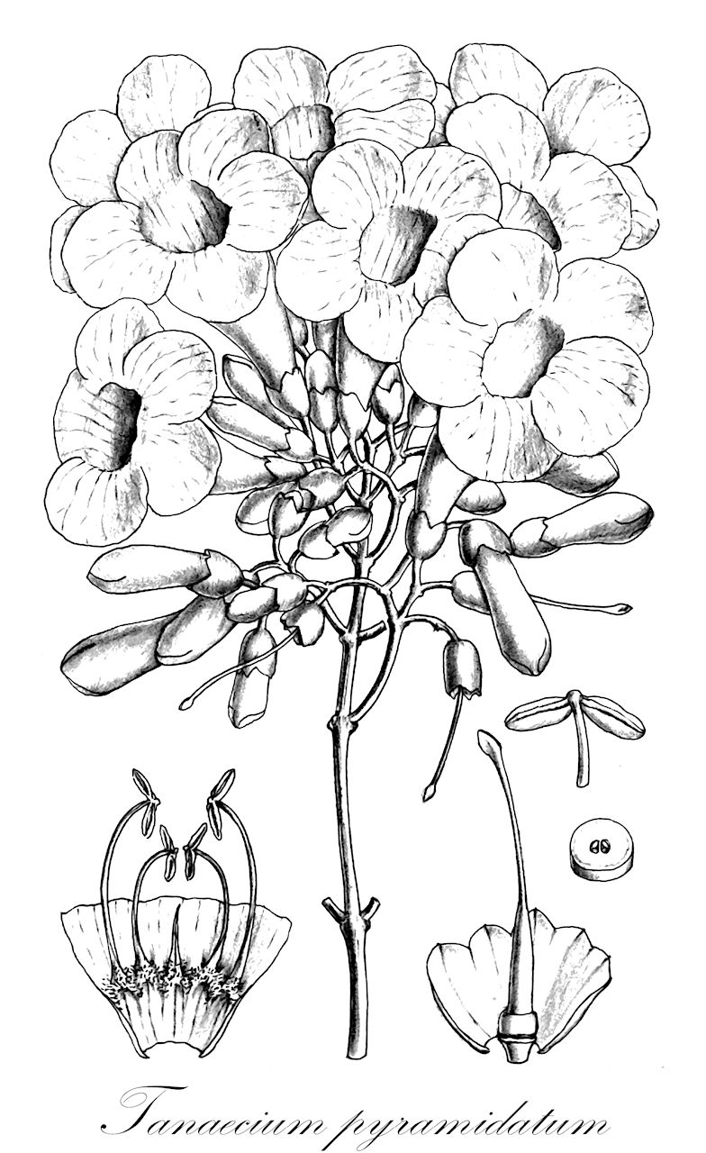 Tanaecium pyramidatum - Bignoniaceae,Plantae,Pteridobiotina,Angiosperms,Lamiales,Bignoniaceae,Tanaecium,Tanaecium pyramidatum,Adenocalymma densiflora, Adenocalymma densiflorum, Arrabidaea dichasia, Bignonia brachiata, Bignonia dasyantha, Bignonia ehretioides, Bignonia laurifolia, Bignonia lenta, Bignonia martiusiana, Bignonia pyramidata, Bignonia rupestris, Bignonia sinclairii, Bignonia striata, Haplolophium pyramidatum, Memora lenta, Mussatia venezuelensis, Pachyptera dasyantha, Pachyptera perrottetii, Pachyptera striata, Pachyptera umbelliformis, Paragonia pyramidata, Paragonia pyramidata var. elliptica, Paragonia pyramidata var. tomentosa, Petastoma leiophyllum, Petastoma macrocalyx, Pithecoctenium reticulare, Tabebuia pyramidata, Tanaecium pyramidatum var. tomentosum, Zeyheria surinamensis