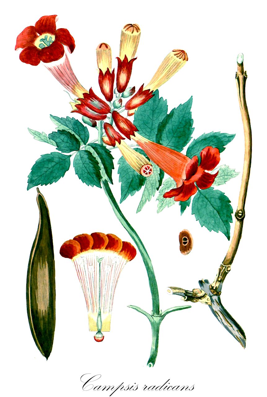 Campsis radicans - Bignoniaceae,Plantae,Pteridobiotina,Angiosperms,Lamiales,Bignoniaceae,Campsis,Campsis radicans,Bignonia coccinea, Bignonia florida, Bignonia radicans, Bignonia radicans var. coccinea, Bignonia radicans var. flammea, Bignonia radicans var. flava, Bignonia radicans var. lutea, Bignonia radicans var. minor, Bignonia radicans var. praecox, Campsis curtisii, Campsis radicans f. aurea, Campsis radicans f. flava, Campsis radicans f. minor, Campsis radicans f. praecox, Campsis radicans var. aurea, Campsis radicans var. praecox, Campsis radicans var. speciosa, Gelseminum radicans, Tecoma atrosanguineum, Tecoma flavaspeciosa, Tecoma radicans, Tecoma radicans unr. major, Tecoma radicans var. lutea, Tecoma radicans var. minor, Tecoma radicans var. praecox, Tecoma radicans var. speciosa, Tecoma speciosa,Glockenrebe;campsidie;jasmin de Virginie;jasmin trompette;bignone;trompette de Virginie;bignone commune;campsis;enredadera de trompeta;jazmín de Virginia;bignonia roja;trompeta trepadora;trompetilla;jazmín trompeta;tromba del giudizio;tecoma di Virginia;gelsomino falso;bignonia selvatica;trompetbloem;bignónia-vermelha;trombeta;кампсис укореняющийся;tekoma;trumpetranka;trompetblomst;milin amerykański;amerika-no-uzenkazura;アメリカノウゼンカズラ;trombitafolyondár;trubač kořenující;trúbkovec koreňujúci;кампсис повзучий;кампсис