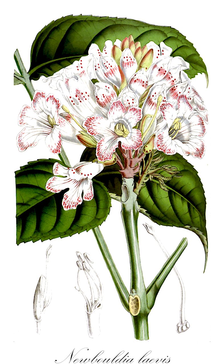Newbouldia laevis - Bignoniaceae,Plantae,Pteridobiotina,Angiosperms,Lamiales,Bignoniaceae,Newbouldia,Newbouldia laevis,Bignonia glandulosa, Newbouldia pentandra, Spathodea adenantha, Spathodea jenischii, Spathodea laevis, Spathodea pentandra, Spathodea speciosa