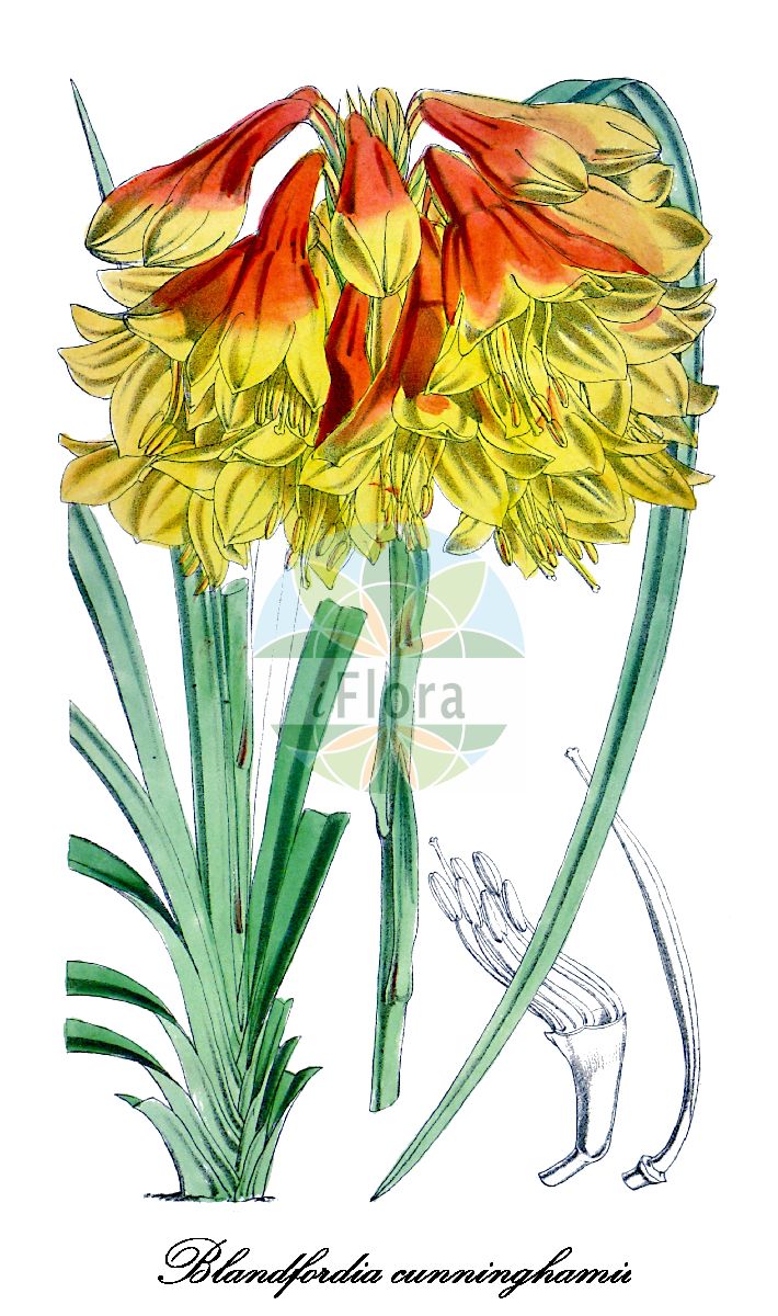 Blandfordia cunninghamii - Blandfordiaceae,Plantae,Pteridobiotina,Angiosperms,Asparagales,Blandfordiaceae,Blandfordia,Blandfordia cunninghamii,Blandfordia cunninghamii var. splendens, Blandfordia grandiflora var. elongata