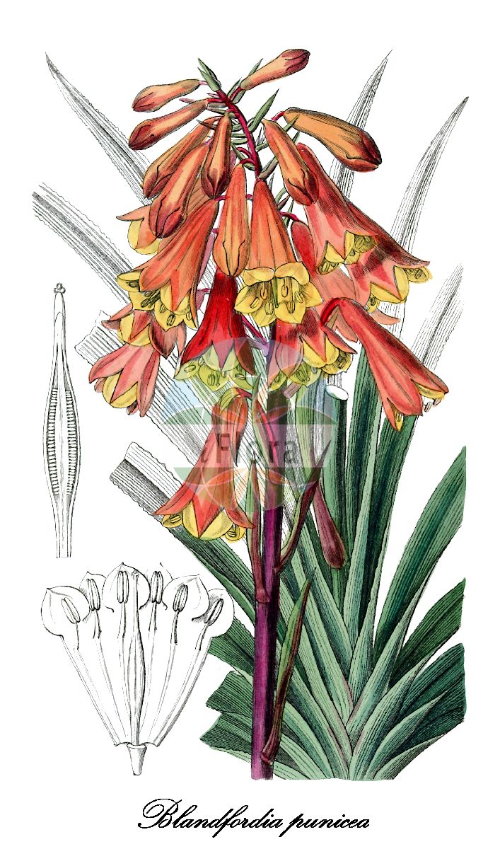 Blandfordia punicea - Blandfordiaceae,Plantae,Pteridobiotina,Angiosperms,Asparagales,Blandfordiaceae,Blandfordia,Blandfordia punicea,Aletris punicea, Blandfordia backhousii, Blandfordia grandiflora, Blandfordia grandiflora var. backhousei, Blandfordia grandiflora var. backhousii, Blandfordia grandiflora var. marginata, Blandfordia maculata, Blandfordia marginata