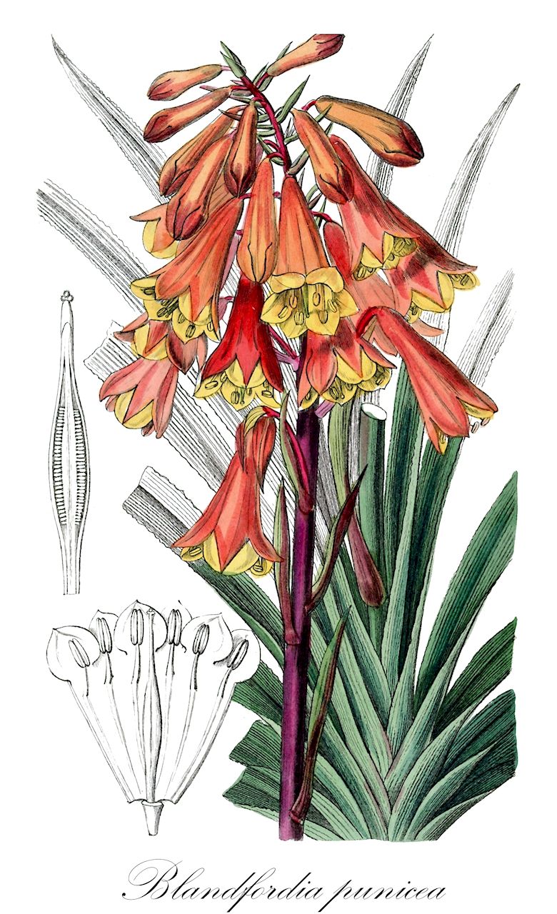 Blandfordia punicea - Blandfordiaceae,Plantae,Pteridobiotina,Angiosperms,Asparagales,Blandfordiaceae,Blandfordia,Blandfordia punicea,Aletris punicea, Blandfordia backhousii, Blandfordia grandiflora, Blandfordia grandiflora var. backhousei, Blandfordia grandiflora var. backhousii, Blandfordia grandiflora var. marginata, Blandfordia maculata, Blandfordia marginata