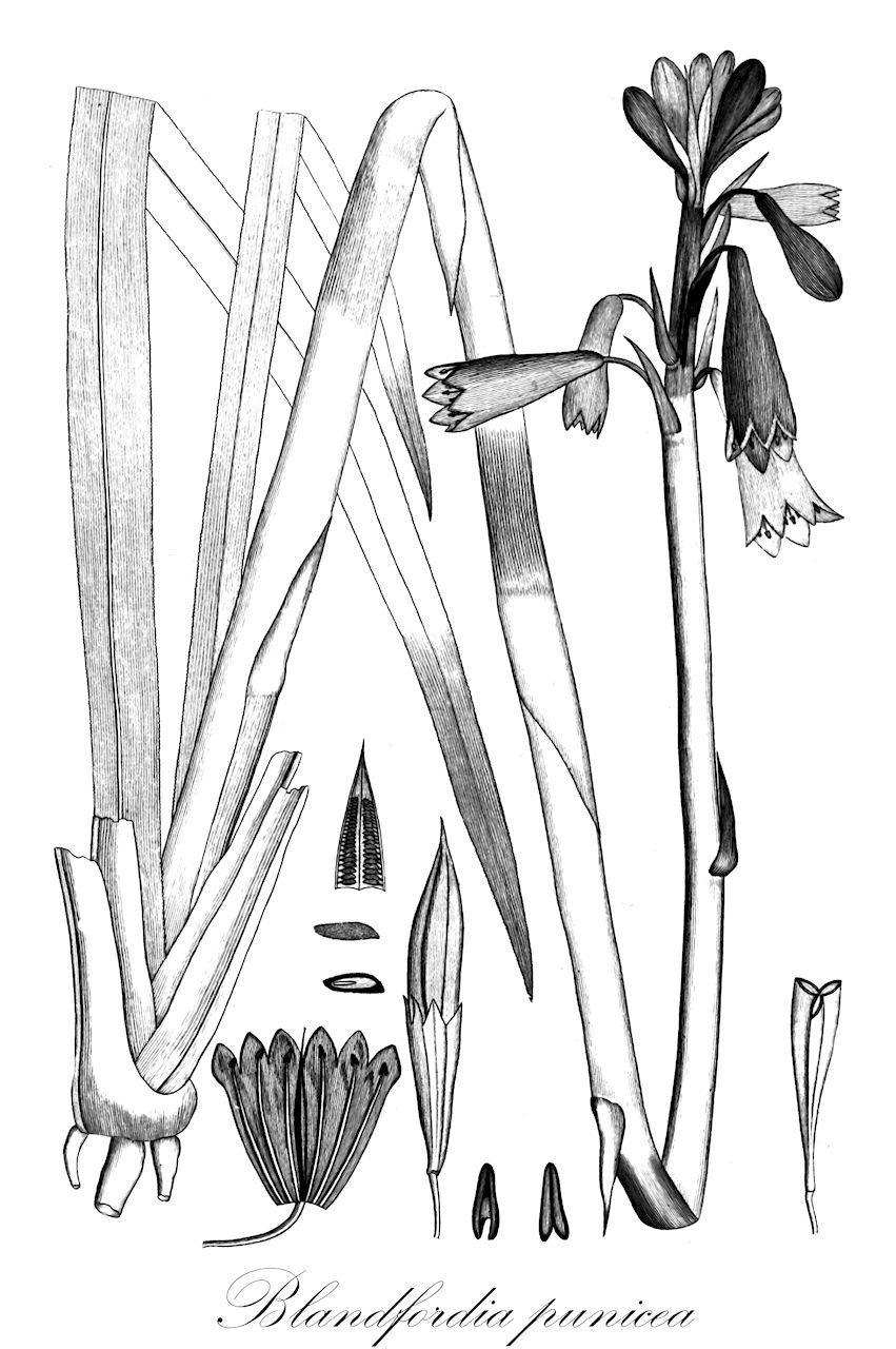 Blandfordia punicea - Blandfordiaceae,Plantae,Pteridobiotina,Angiosperms,Asparagales,Blandfordiaceae,Blandfordia,Blandfordia punicea,Aletris punicea, Blandfordia backhousii, Blandfordia grandiflora, Blandfordia grandiflora var. backhousei, Blandfordia grandiflora var. backhousii, Blandfordia grandiflora var. marginata, Blandfordia maculata, Blandfordia marginata