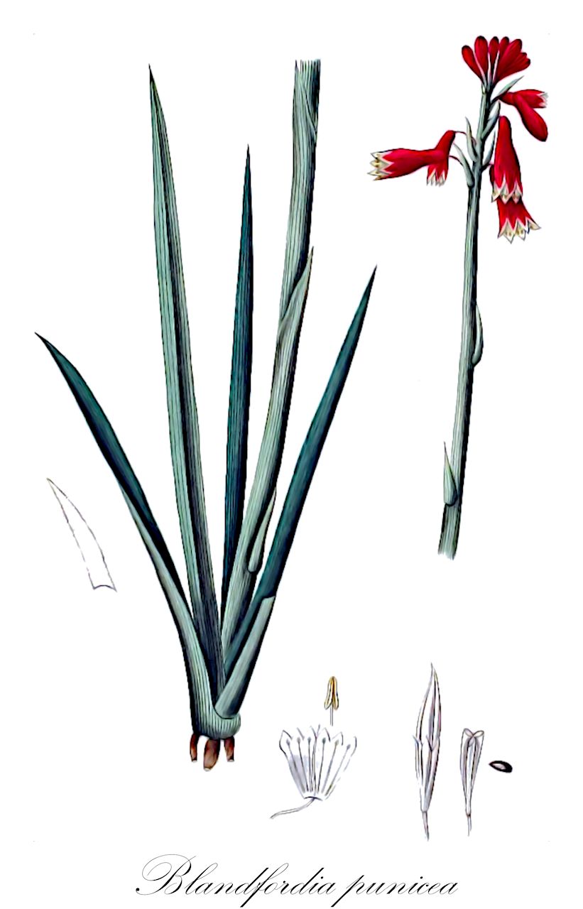 Blandfordia punicea - Blandfordiaceae,Plantae,Pteridobiotina,Angiosperms,Asparagales,Blandfordiaceae,Blandfordia,Blandfordia punicea,Aletris punicea, Blandfordia backhousii, Blandfordia grandiflora, Blandfordia grandiflora var. backhousei, Blandfordia grandiflora var. backhousii, Blandfordia grandiflora var. marginata, Blandfordia maculata, Blandfordia marginata