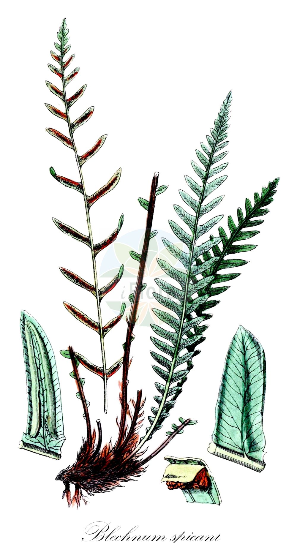 Blechnum spicant - Blechnaceae,Plantae,Pteridobiotina,Polypodiophyta,Polypodiopsida,Polypodiidae,Polypodiales,Blechnaceae,Blechnoideae,Blechnum,Blechnum spicant,Acrostichum nemorale, Acrostichum spicant, Asplenium spicant, Blechnum boreale, Blechnum doodioides, Blechnum heterophyllum, Blechnum spicant, Blechnum spicant var. elongata, Homophyllum blechnoides, Lomaria borealis, Lomaria crenata, Lomaria spicant, Lomaria spicant f. serrulatum, Lonchitis-aspera spicant, Onoclea spicant, Osmunda borealis, Osmunda spicant, Spicanta borealis, Struthiopteris japanensis, Struthiopteris spicant, Struthiopteris spicant var. crenata,Rippenfarn;Gemeiner Rippenfarn;hard-fern;deer fern;Blechnum pectiné;blechnum en épi;fougère pectinée;blechnum;blechnum spicant;fenta;lonchite;lonquite;doradilla de bosque;Lonchite minore;felce smilza;blechnum spigato;dubbelloof;feto-pente;blechno;дербянка колотистая;tarakeğreltisi;blècnum;kam-bräken;kambräken;kambregne;almindelig kambregne;podrzeń żebrowiec;rebrenjača;bordapáfrány;žebrovice různolistá;scăriţa muntelui;rebrovka rôznolistá;блехнум колосистий;класовиден блехнум;tähk-roodjalg;vārpu ēnpaparde;bjønnkam;kampasaniainen;skollakambur;ребрача;orrazi-iratzea