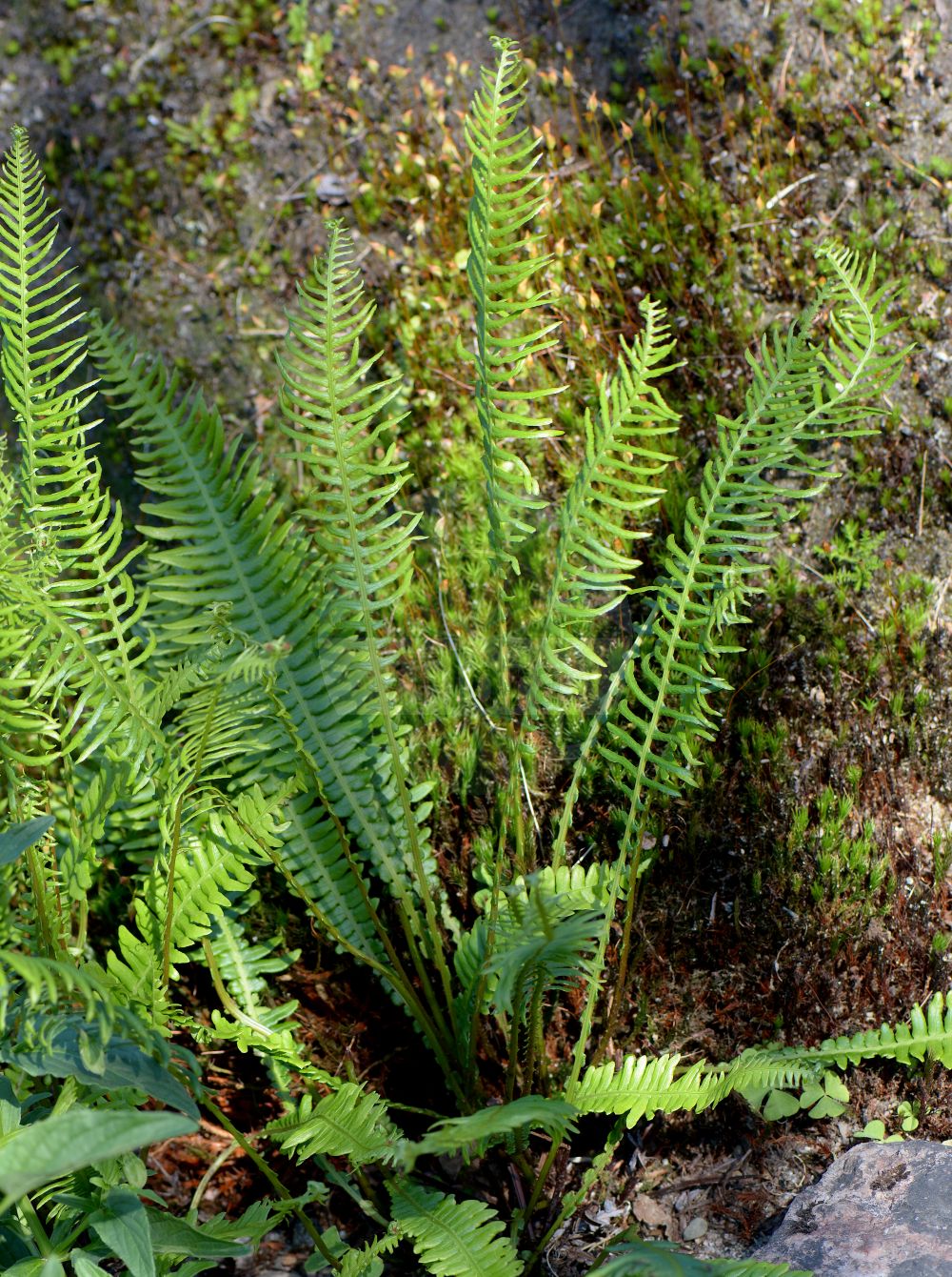 Blechnum spicant - Blechnaceae,Plantae,Pteridobiotina,Polypodiophyta,Polypodiopsida,Polypodiidae,Polypodiales,Blechnaceae,Blechnoideae,Blechnum,Blechnum spicant,Acrostichum nemorale, Acrostichum spicant, Asplenium spicant, Blechnum boreale, Blechnum doodioides, Blechnum heterophyllum, Blechnum spicant, Blechnum spicant var. elongata, Homophyllum blechnoides, Lomaria borealis, Lomaria crenata, Lomaria spicant, Lomaria spicant f. serrulatum, Lonchitis-aspera spicant, Onoclea spicant, Osmunda borealis, Osmunda spicant, Spicanta borealis, Struthiopteris japanensis, Struthiopteris spicant, Struthiopteris spicant var. crenata,Rippenfarn;Gemeiner Rippenfarn;hard-fern;deer fern;Blechnum pectiné;blechnum en épi;fougère pectinée;blechnum;blechnum spicant;fenta;lonchite;lonquite;doradilla de bosque;Lonchite minore;felce smilza;blechnum spigato;dubbelloof;feto-pente;blechno;дербянка колотистая;tarakeğreltisi;blècnum;kam-bräken;kambräken;kambregne;almindelig kambregne;podrzeń żebrowiec;rebrenjača;bordapáfrány;žebrovice různolistá;scăriţa muntelui;rebrovka rôznolistá;блехнум колосистий;класовиден блехнум;tähk-roodjalg;vārpu ēnpaparde;bjønnkam;kampasaniainen;skollakambur;ребрача;orrazi-iratzea