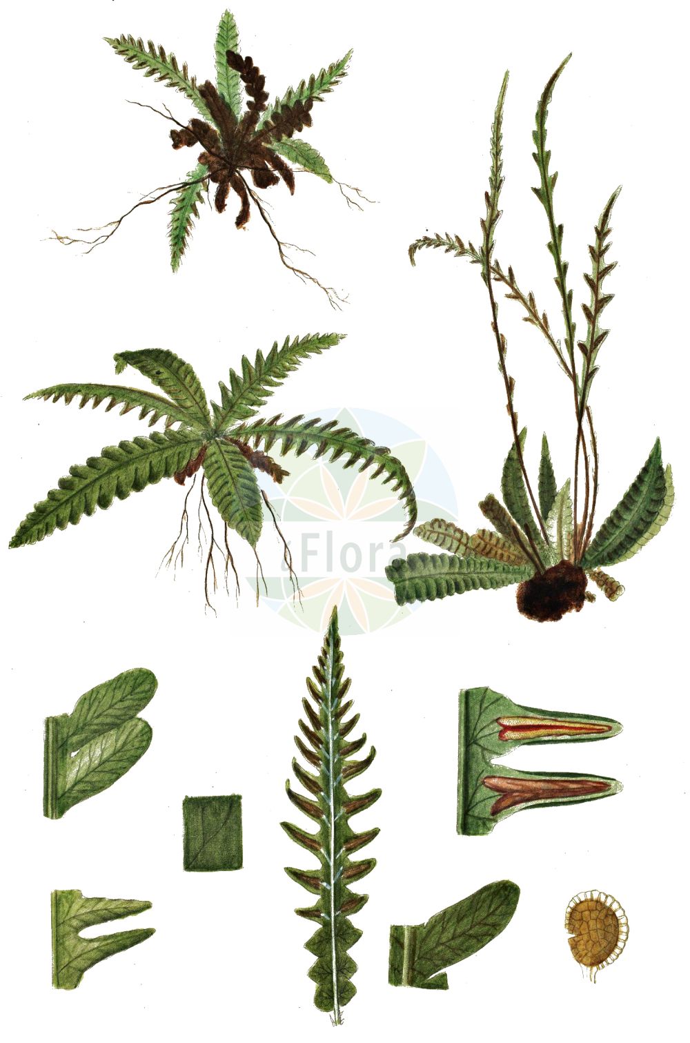Blechnum spicant - Blechnaceae,Plantae,Pteridobiotina,Polypodiophyta,Polypodiopsida,Polypodiidae,Polypodiales,Blechnaceae,Blechnoideae,Blechnum,Blechnum spicant,Acrostichum nemorale, Acrostichum spicant, Asplenium spicant, Blechnum boreale, Blechnum doodioides, Blechnum heterophyllum, Blechnum spicant, Blechnum spicant var. elongata, Homophyllum blechnoides, Lomaria borealis, Lomaria crenata, Lomaria spicant, Lomaria spicant f. serrulatum, Lonchitis-aspera spicant, Onoclea spicant, Osmunda borealis, Osmunda spicant, Spicanta borealis, Struthiopteris japanensis, Struthiopteris spicant, Struthiopteris spicant var. crenata,Rippenfarn;Gemeiner Rippenfarn;hard-fern;deer fern;Blechnum pectiné;blechnum en épi;fougère pectinée;blechnum;blechnum spicant;fenta;lonchite;lonquite;doradilla de bosque;Lonchite minore;felce smilza;blechnum spigato;dubbelloof;feto-pente;blechno;дербянка колотистая;tarakeğreltisi;blècnum;kam-bräken;kambräken;kambregne;almindelig kambregne;podrzeń żebrowiec;rebrenjača;bordapáfrány;žebrovice různolistá;scăriţa muntelui;rebrovka rôznolistá;блехнум колосистий;класовиден блехнум;tähk-roodjalg;vārpu ēnpaparde;bjønnkam;kampasaniainen;skollakambur;ребрача;orrazi-iratzea