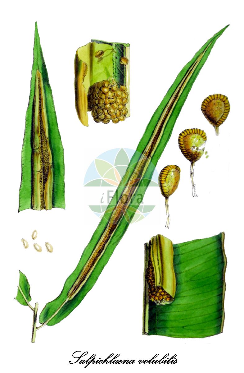 Salpichlaena volubilis - Blechnaceae,Plantae,Pteridobiotina,Polypodiophyta,Polypodiopsida,Polypodiidae,Polypodiales,Blechnaceae,Stenochlaenoideae,Salpichlaena,Salpichlaena volubilis,Blechnum scandens, Blechnum volubile, Salpichlaena scandens, Spicanta volubilis