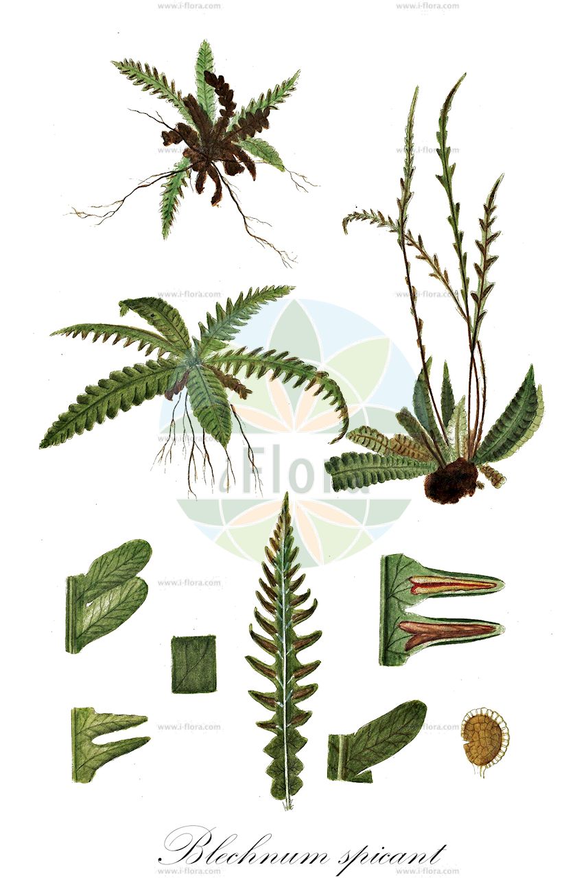 Blechnum spicant - Blechnaceae,Plantae,Pteridobiotina,Polypodiophyta,Polypodiopsida,Polypodiidae,Polypodiales,Blechnaceae,Blechnoideae,Blechnum,Blechnum spicant,Acrostichum nemorale, Acrostichum spicant, Asplenium spicant, Blechnum boreale, Blechnum doodioides, Blechnum heterophyllum, Blechnum spicant, Blechnum spicant var. elongata, Homophyllum blechnoides, Lomaria borealis, Lomaria crenata, Lomaria spicant, Lomaria spicant f. serrulatum, Lonchitis-aspera spicant, Onoclea spicant, Osmunda borealis, Osmunda spicant, Spicanta borealis, Struthiopteris japanensis, Struthiopteris spicant, Struthiopteris spicant var. crenata,Rippenfarn;Gemeiner Rippenfarn;hard-fern;deer fern;Blechnum pectiné;blechnum en épi;fougère pectinée;blechnum;blechnum spicant;fenta;lonchite;lonquite;doradilla de bosque;Lonchite minore;felce smilza;blechnum spigato;dubbelloof;feto-pente;blechno;дербянка колотистая;tarakeğreltisi;blècnum;kam-bräken;kambräken;kambregne;almindelig kambregne;podrzeń żebrowiec;rebrenjača;bordapáfrány;žebrovice různolistá;scăriţa muntelui;rebrovka rôznolistá;блехнум колосистий;класовиден блехнум;tähk-roodjalg;vārpu ēnpaparde;bjønnkam;kampasaniainen;skollakambur;ребрача;orrazi-iratzea