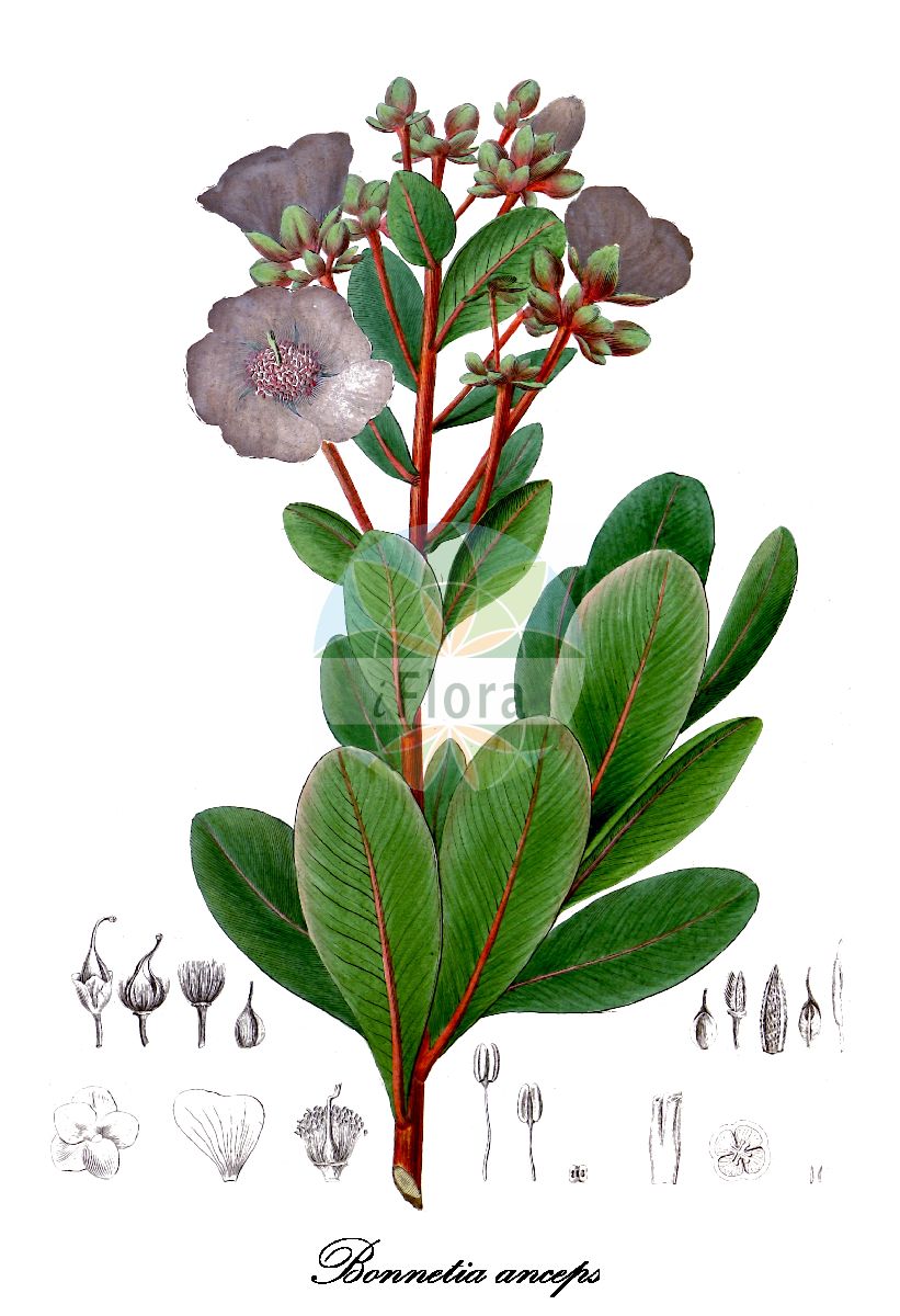 Bonnetia anceps - Bonnetiaceae,Plantae,Pteridobiotina,Angiosperms,Malpighiales,Bonnetiaceae,Bonnetia,Bonnetia anceps,Bonnetia anceps var. typica, Haemocharis anceps, Kieseria anceps, Kieseria anceps