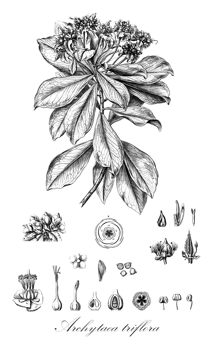 Archytaea triflora - Bonnetiaceae,Plantae,Pteridobiotina,Angiosperms,Malpighiales,Bonnetiaceae,Archytaea,Archytaea triflora,Archytaea multiflora