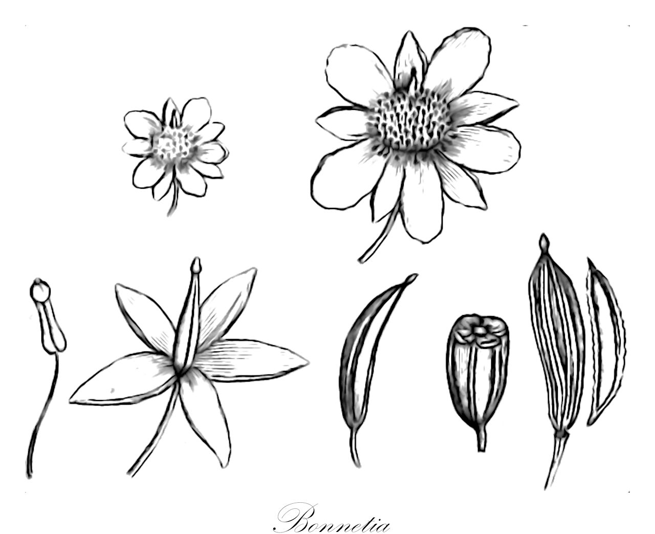 Bonnetia - Bonnetiaceae,Plantae,Pteridobiotina,Angiosperms,Malpighiales,Bonnetiaceae,Bonnetia,Acopanea, Kieseria, Kieseria, Neblinaria, Neogleasonia