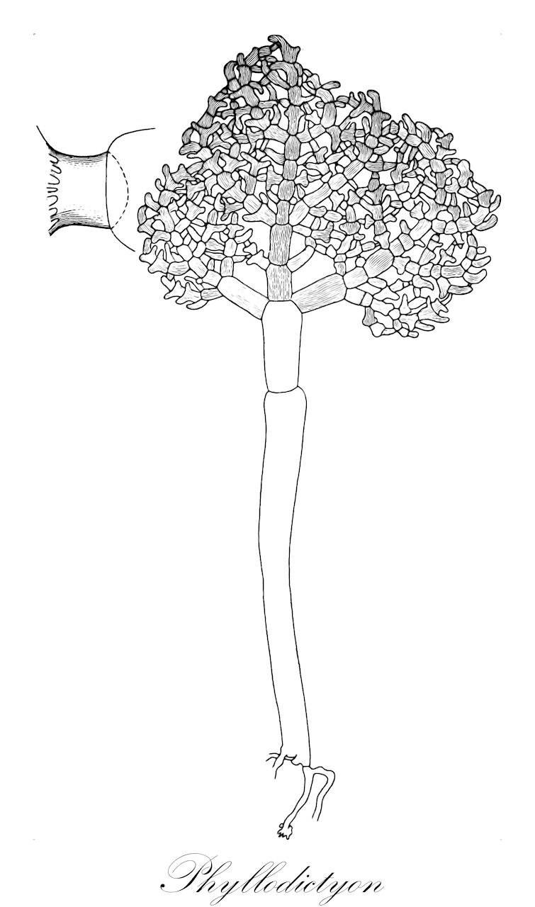 Phyllodictyon - Chlorophyta,Biota,Plantae,Chlorophyta,Chlorophytina,Ulvophyceae,Siphonocladales,Boodleaceae,Phyllodictyon