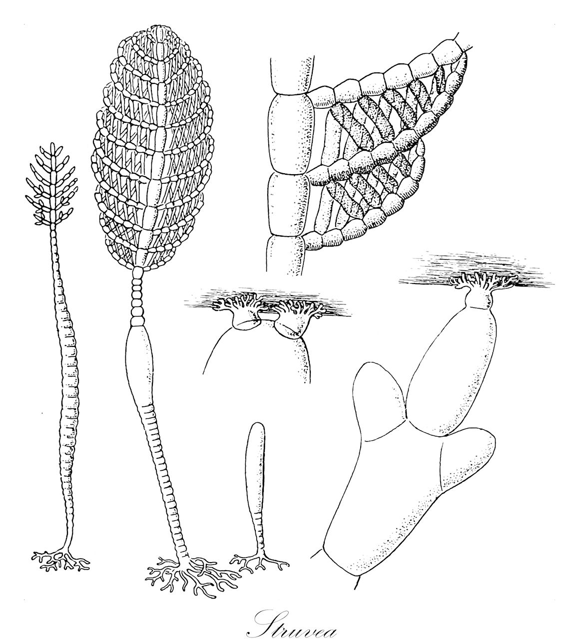 Struvea - Chlorophyta,Biota,Plantae,Chlorophyta,Chlorophytina,Ulvophyceae,Siphonocladales,Boodleaceae,Struvea