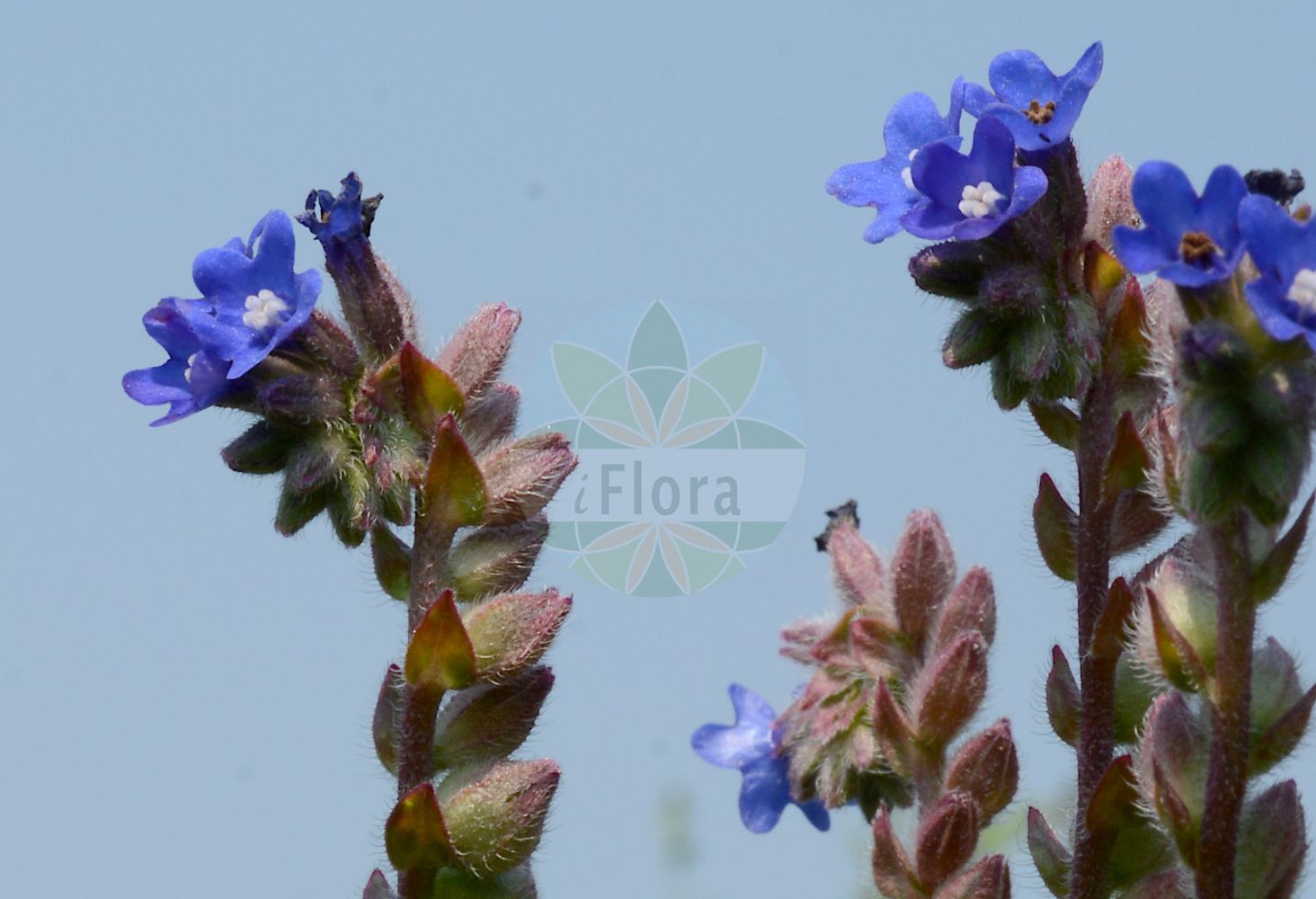 Anchusa officinalis - Boraginaceae,Plantae,Pteridobiotina,Angiosperms,Boraginales,Boraginaceae,Anchusa,Anchusa officinalis,Anchusa angustifolia, Anchusa angustifolia, Anchusa arvalis, Anchusa baumgartenii, Anchusa davidovii, Anchusa incarnata, Anchusa leptophylla, Anchusa lycopsidis, Anchusa macrocalyx, Anchusa maculata, Anchusa microcalyx, Anchusa ochroleuca, Anchusa ochroleuca subsp. procera, Anchusa officinalis var. brachyantha, Anchusa officinalis var. ochroleuca, Anchusa officinalis var. velenovskyi, Anchusa osmanica, Anchusa pustulata, Anchusa spicata, Anchusa tinctoria, Anchusa velenovskyi, Anchusa velenovskyi var. stojanovii, Buglossum angustifolium, Buglossum aspermum, Buglossum officinale,Gebräuchliche Ochsenzunge;Gewöhnliche Ochsenzunge;Echte Ochsenzunge;alkanet;italian alkanet;italian bugloss;large blue alkanet;common bugloss;Buglosse officinale;langue de boeuf;buglosse officinal;lengua de buey;buglosa;Buglossa comune;lingua di bue;lingua bovina;buglossa;reuzen-zwenkgras;gewoone ossetong;gewone ossetong;gewone ossentong;анхуза аптечная;анхуза лекарственная;ballağan;gjuhëlopa mjekësore;gjuhëlope;ljekoviti volujak;oxtunga;læge-oksetunge;farbownik lekarski;navadni volovski jezik;orvosi atracél;pilát lékařský;limba boului;smohla lekárska;воловик лікарський;лечебно винче;лечебно паче гнездо;harilik imikas;ārstniecības vēršmēle;oksetunge;rohtorasti;воловски језик;обични волујак;vaistinis godas