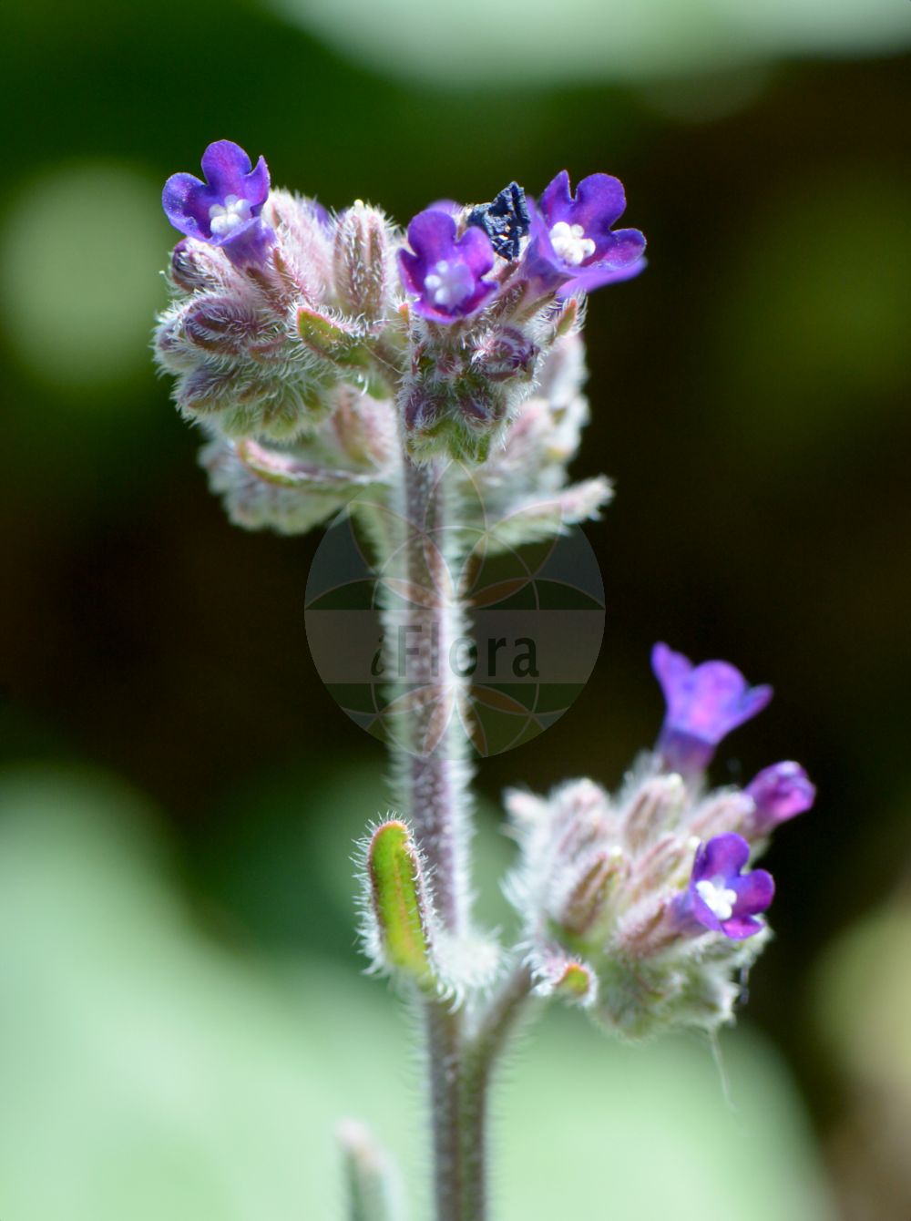Anchusa officinalis - Boraginaceae,Plantae,Pteridobiotina,Angiosperms,Boraginales,Boraginaceae,Anchusa,Anchusa officinalis,Anchusa angustifolia, Anchusa angustifolia, Anchusa arvalis, Anchusa baumgartenii, Anchusa davidovii, Anchusa incarnata, Anchusa leptophylla, Anchusa lycopsidis, Anchusa macrocalyx, Anchusa maculata, Anchusa microcalyx, Anchusa ochroleuca, Anchusa ochroleuca subsp. procera, Anchusa officinalis var. brachyantha, Anchusa officinalis var. ochroleuca, Anchusa officinalis var. velenovskyi, Anchusa osmanica, Anchusa pustulata, Anchusa spicata, Anchusa tinctoria, Anchusa velenovskyi, Anchusa velenovskyi var. stojanovii, Buglossum angustifolium, Buglossum aspermum, Buglossum officinale,Gebräuchliche Ochsenzunge;Gewöhnliche Ochsenzunge;Echte Ochsenzunge;alkanet;italian alkanet;italian bugloss;large blue alkanet;common bugloss;Buglosse officinale;langue de boeuf;buglosse officinal;lengua de buey;buglosa;Buglossa comune;lingua di bue;lingua bovina;buglossa;reuzen-zwenkgras;gewoone ossetong;gewone ossetong;gewone ossentong;анхуза аптечная;анхуза лекарственная;ballağan;gjuhëlopa mjekësore;gjuhëlope;ljekoviti volujak;oxtunga;læge-oksetunge;farbownik lekarski;navadni volovski jezik;orvosi atracél;pilát lékařský;limba boului;smohla lekárska;воловик лікарський;лечебно винче;лечебно паче гнездо;harilik imikas;ārstniecības vēršmēle;oksetunge;rohtorasti;воловски језик;обични волујак;vaistinis godas