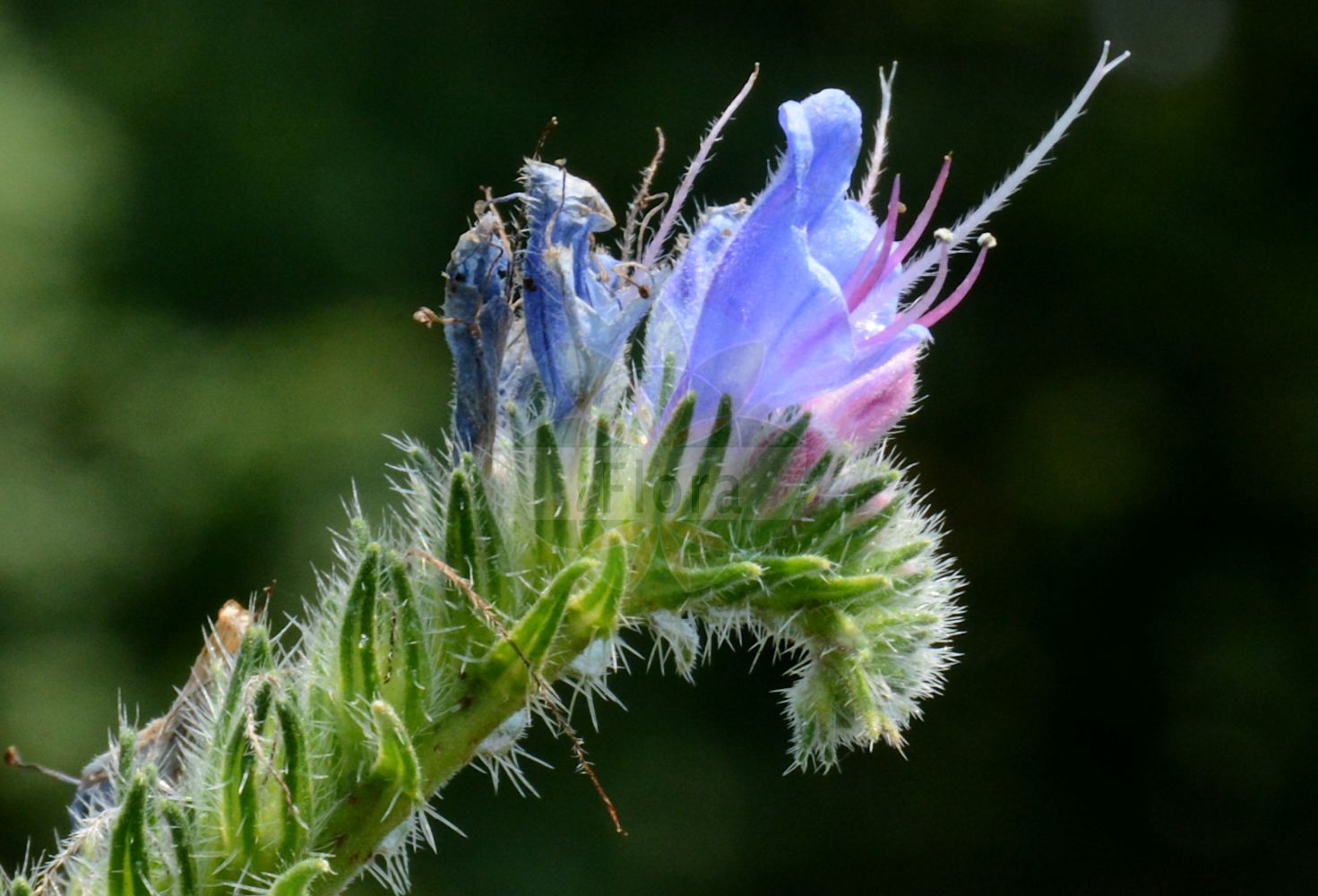 Echium vulgare - Boraginaceae,Plantae,Pteridobiotina,Angiosperms,Boraginales,Boraginaceae,Echium,Echium vulgare,Echium anglicum, Echium elegans, Echium lacaitae, Echium laetum, Echium lusitanicum, Echium molle, Echium monstrosum, Echium parviflorum, Echium schifferi, Echium spinescens, Echium tenoreanum, Echium tuberculatum, Echium vaudense, Echium violaceum, Echium vulgare f. albiflorum, Echium vulgare f. vulgare, Echium vulgare var. grandiflorum, Echium vulgare var. lacaitae, Echium vulgare var. vulgare, Echium wierzbickii,Gewöhnlicher Natternkopf;Natternkopf;Blauer Natternkopf;Stolzer Heinrich;Gemeiner Natterkopf;viper's-bugloss;blue thistle;blueweed;common viper's bugloss;Vipérine commune;herbe aux vipères;buglosse sauvage;vipérine vulgaire;hierba azul;viborera morada;lengua de gato;paraque tequiero;ortiguilla;manasa;culebrera;hierba cerruda;melera;viborera;viperina;Viperina azzurra;echio comune;erba delle vipere;lingua di bove;erba rogna;viperina comune;riet-zwenkgras;gewoon slangekruid;slangenkruid;erva-viperina;lingua-de-boi;soagem;viboreira;viperina;синяк обыкновенный;engerek otu;ushqerëz;ushqerëza e rëdomtë;herba del vibre;llengua de bou;llengua de bou vulgar;obična lisičina;blaäld;blåeld;slangehoved;żmijowiec zwyczajny;navadni gadovec;közönséges kígyószisz;terjőke kígyószisz;hadinec obecný;iarba șarpelui;iarba-şearpelui;hadinec obyčajný;синяк звичайний;кучи език обикновен;обикновено усойниче;harilik ussikeel;parastais daglītis;ormehode;kyläneidonkieli;лисичина;обична лисичина;paprastasis ežeinis;lán jì;蓝蓟