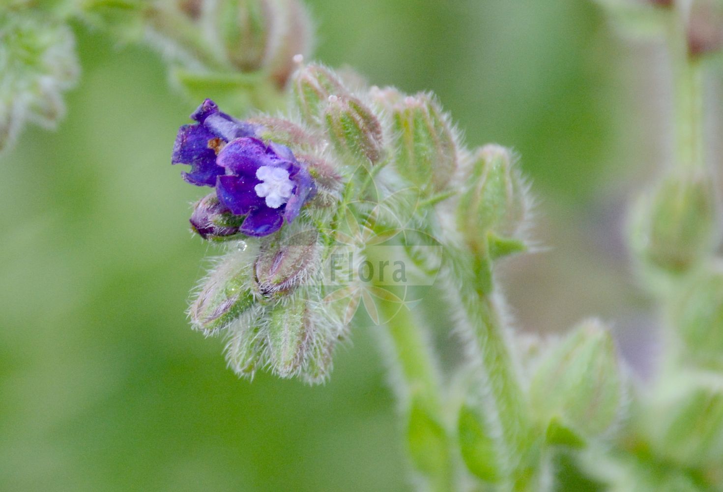 Lappula squarrosa - Boraginaceae,Plantae,Pteridobiotina,Angiosperms,Boraginales,Boraginaceae,Lappula,Lappula squarrosa,Cynoglossospermum consanguineum, Cynoglossospermum lappula, Cynoglossum clusii, Cynoglossum lappula, Echinospermum alpinum, Echinospermum canescens var. angustifolium, Echinospermum canescens var. longifolium, Echinospermum casanense, Echinospermum casanicum, Echinospermum consanguineum, Echinospermum costae, Echinospermum cynoglossoides, Echinospermum fabrei, Echinospermum ispahanicum, Echinospermum lanceolatum, Echinospermum lappula, Echinospermum obtusifolium, Echinospermum pedunculatum, Echinospermum squarrosum, Echinospermum vulgare, Lappula consanguinea, Lappula echinata, Lappula echinata var. consanguinea, Lappula echinata var. erecta, Lappula echinata var. grandiflora, Lappula lappula, Lappula myosotis, Myosotis echinosperma, Myosotis lappula, Myosotis squarrosa, Rochelia lappula,Kletten-Igelsame;Gewöhnlicher Igelsame;Stechender Igelsame;bur forget-me-not;blue bur;european stickseed;european sticktight;stickseed;Echinosperme rugueux;bardanette faux-myosotis;bardanette;bardanette hérissée;fausse bardane raboteuse;viniebla ensortijada;Lappolina comune;lappolina;stekelzaad;липучка ежевидная;sülün gürke;rrodhëz;làpula;ježasti čičkovac;piggfrö;lepnik zwyczajny;nomurasaki;ノムラサキ;navadni ježevec;bojtorjános koldustetű;parlagi mizsót;strošek pomněnkový;lipici;lopúšik nezábudkovitý;lopuštik nezábudkový;липучка відхилена;липучка споріднена;обикновени ушици;таралежовидни ушици;siil-takelrohi;ežedatu lipene;ežinis žiaudrinys;sprikepiggfrø;kyläsirkunjyvä;обична чичковица;чичковица