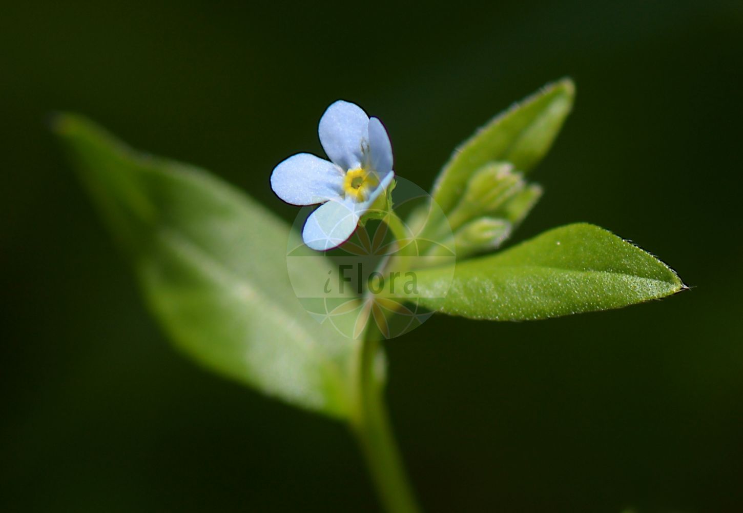 Memoremea scorpioides - Boraginaceae,Plantae,Pteridobiotina,Angiosperms,Boraginales,Boraginaceae,Memoremea,Memoremea scorpioides,Cynoglossum scorpioides, Omphalium scorpioides, Omphalodes scorpioides, Picotia scorpioides,Wald-Gedenkemein;Vergissmeinnichtähnliche Nabelnuss;Wald-Nabelnüsschen;Kleinblütiges Nabelnüsschen;wood navelwort;omphalodès faux-scorpion;borrana code-di-scorpione;омфалодес завитой;пупочник завитой;пупочник ползучий;pupanka lopatolistna;ułudka leśna;drobnocvetna torilnica;erdei békaszem;pupkovec pomněnkový;pupkovec nezábudkovitý;омфалодес завитий