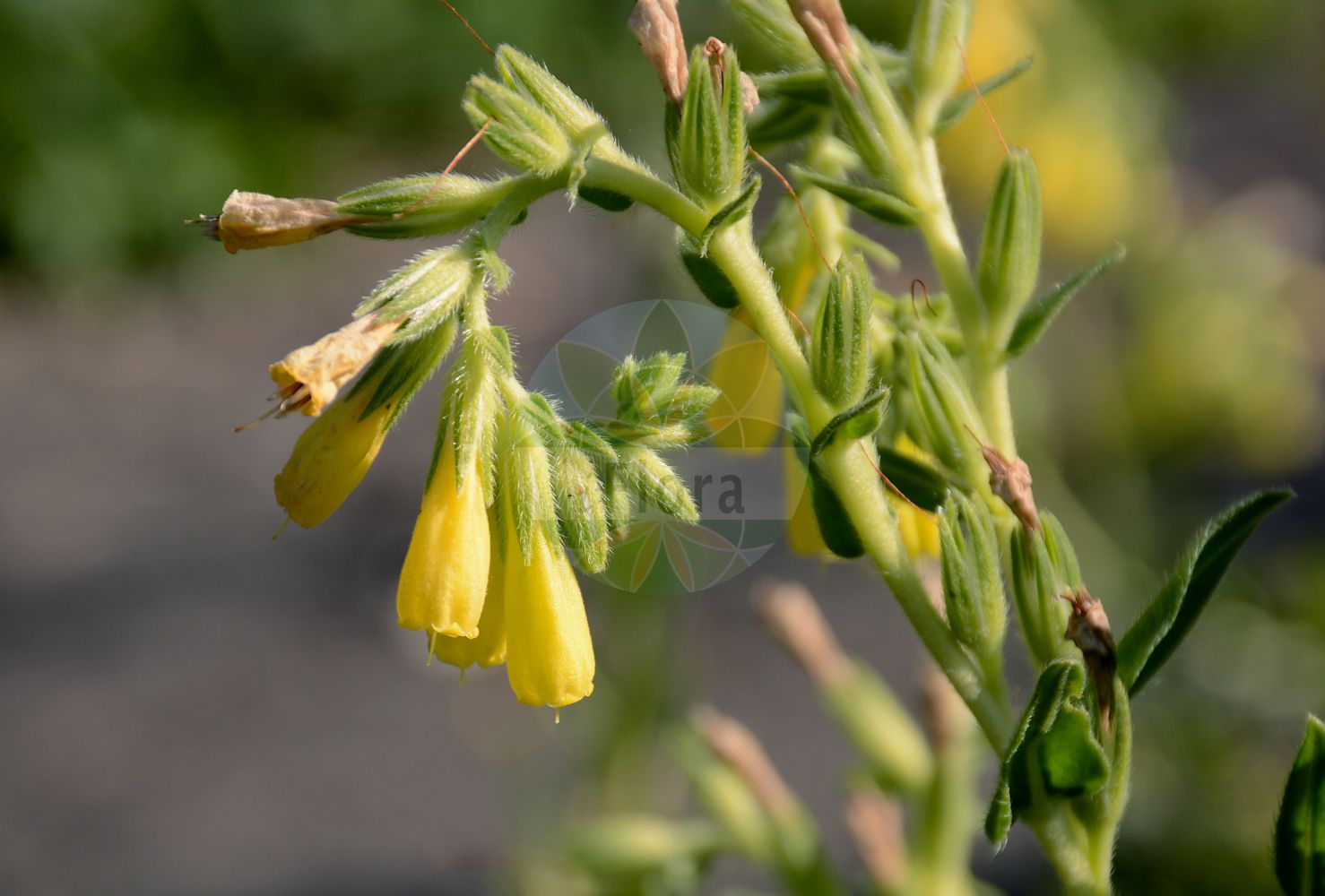 Onosma helvetica - Boraginaceae,Plantae,Pteridobiotina,Angiosperms,Boraginales,Boraginaceae,Onosma,Onosma helvetica,Onosma pseudoarenaria subsp. helvetica, Onosma taurica subsp. helvetica