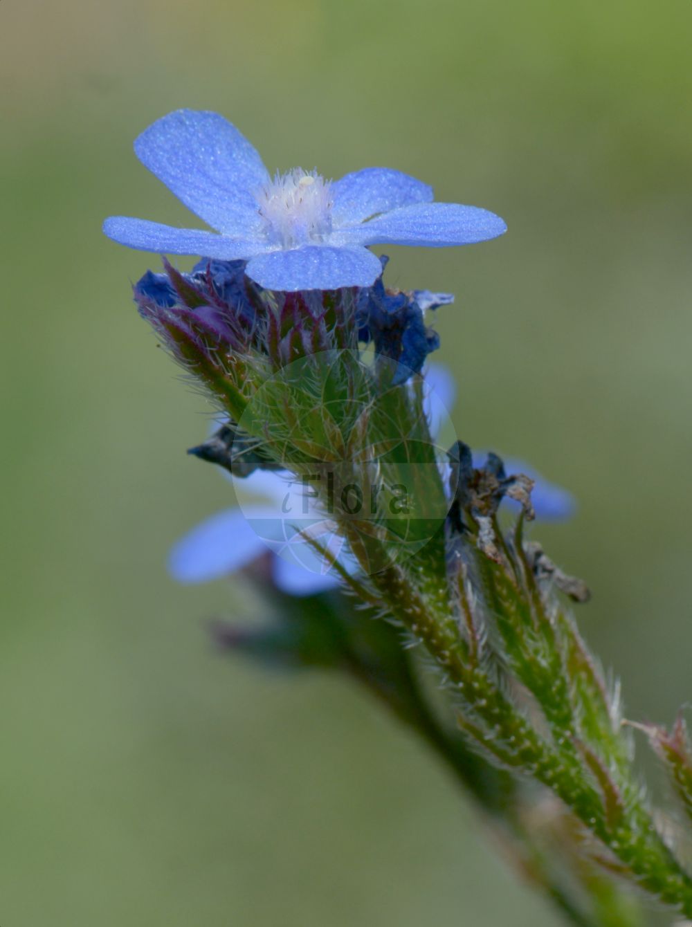 Anchusa azurea - Boraginaceae,Plantae,Pteridobiotina,Angiosperms,Boraginales,Boraginaceae,Anchusa,Anchusa azurea,Anchusa amoena, Anchusa biceps, Anchusa italica, Anchusa lucida, Anchusa macrophylla, Anchusa paniculata, Buglossum amoenum, Buglossum caeruleum, Buglossum elatum, Buglossum italicum, Buglossum paniculatum, Buglossum vulgare, Lycopsis macrophylla,Italienische Ochsenzunge;garden anchusa;italian alkanet;italian bugloss;large blue alkanet;Buglosse d'Italie;bourrache bâtarde;grande buglosse;buglosse;fausse bourrache;langue de bœuf;argamula;buglosa;lenguaza;melera;alcalcuces;chupamieles;lengua de buey;lengua de vaca;Buglossa azzurra;buglossa volgare;lingua buona;lingua di bove;buglossa italiana;rev-fingerört;Italianse ossetong;Italiaanse ossetong;lingua-de-vaca;buglossa;borragem-bastarda;erva-do-fígado;erva-sangue;língua-de-vaca;orcaneta;анхуза итальянская;анхуза лазоревая;воловик итальянский;воловик лазоревый;sığırdili;gjuhëlope;buglossa blava;modri volujak;farbownik lazurowy;modri volovski jezik;olasz atracél;pilát modrý;limba-boului;miruţă;miruta mare;smohla modrá;воловик італійський;лазурно винче;leshon=par italkit;לְשׁוֹן-פַּר אִיטַלְקִית;lsien il-fart ikħal