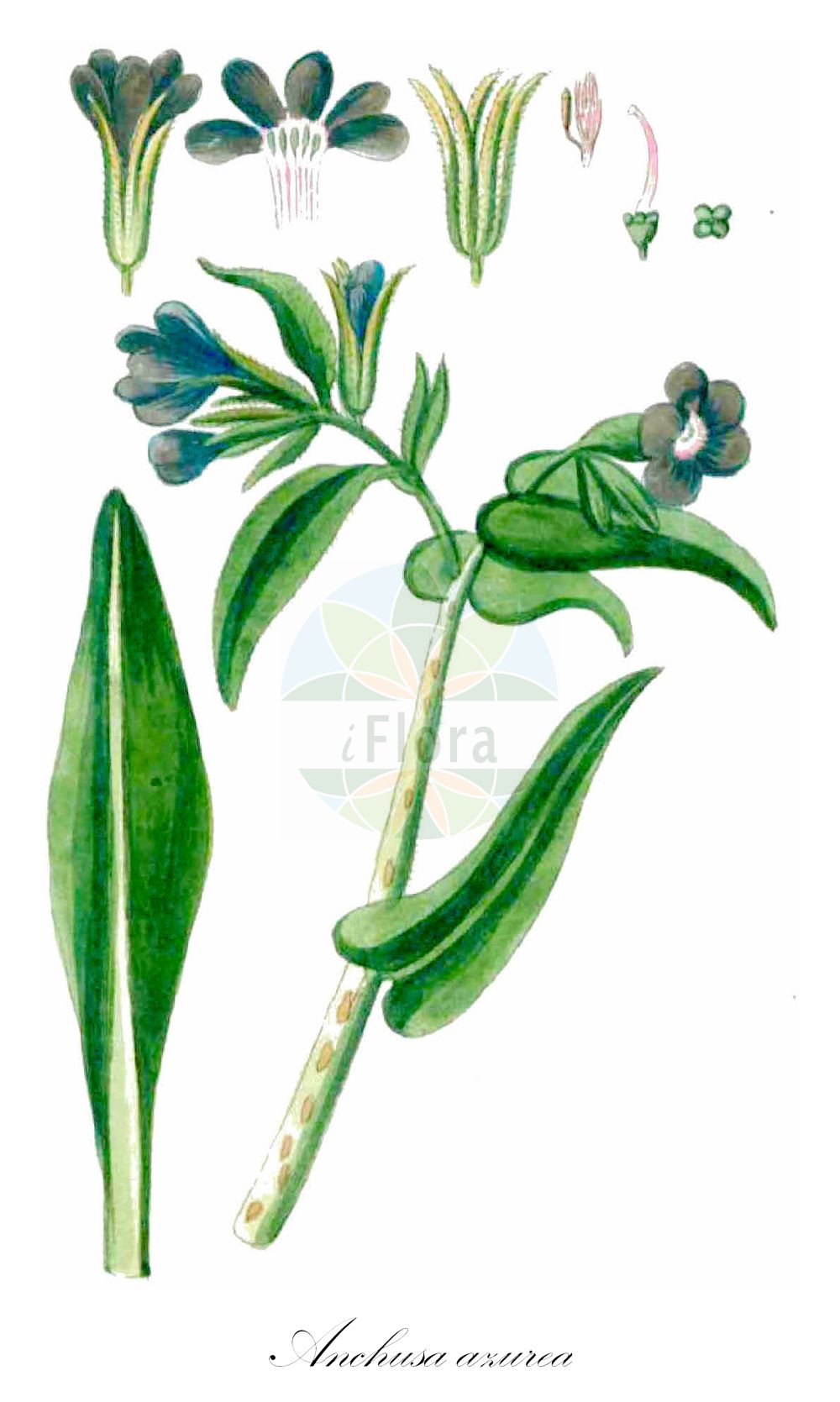 Anchusa azurea - Boraginaceae,Plantae,Pteridobiotina,Angiosperms,Boraginales,Boraginaceae,Anchusa,Anchusa azurea,Anchusa amoena, Anchusa biceps, Anchusa italica, Anchusa lucida, Anchusa macrophylla, Anchusa paniculata, Buglossum amoenum, Buglossum caeruleum, Buglossum elatum, Buglossum italicum, Buglossum paniculatum, Buglossum vulgare, Lycopsis macrophylla,Italienische Ochsenzunge;garden anchusa;italian alkanet;italian bugloss;large blue alkanet;Buglosse d'Italie;bourrache bâtarde;grande buglosse;buglosse;fausse bourrache;langue de bœuf;argamula;buglosa;lenguaza;melera;alcalcuces;chupamieles;lengua de buey;lengua de vaca;Buglossa azzurra;buglossa volgare;lingua buona;lingua di bove;buglossa italiana;rev-fingerört;Italianse ossetong;Italiaanse ossetong;lingua-de-vaca;buglossa;borragem-bastarda;erva-do-fígado;erva-sangue;língua-de-vaca;orcaneta;анхуза итальянская;анхуза лазоревая;воловик итальянский;воловик лазоревый;sığırdili;gjuhëlope;buglossa blava;modri volujak;farbownik lazurowy;modri volovski jezik;olasz atracél;pilát modrý;limba-boului;miruţă;miruta mare;smohla modrá;воловик італійський;лазурно винче;leshon=par italkit;לְשׁוֹן-פַּר אִיטַלְקִית;lsien il-fart ikħal