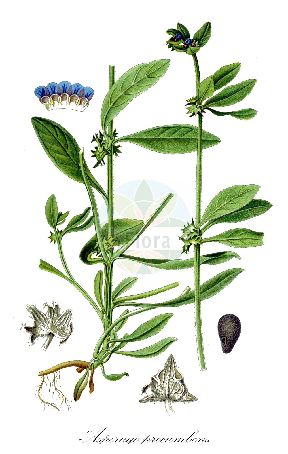 Asperugo procumbens - Boraginaceae,Plantae,Pteridobiotina,Angiosperms,Boraginales,Boraginaceae,Asperugo,Asperugo procumbens,Asperugo alba, Asperugo erecta, Asperugo vulgaris, Asperugo vulgaris,Schlangenäuglein;Scharfkraut;Niederliegendes Scharfkraut;Niederliegendes Schlangenäuglein;madwort;catchweed;german madwort;Râpette couchée;rapette couchée;portefeuille;râpette;asperilla;raspilla;azotalenguas;amor de hortelano;asperilla morada;asperugo vulgar;uñas ásperas azules;uñas ásperas blancas;Buglossa dentata;buglossa sdraiata;scherpkruid;асперуга простертая;nevazilotu;asperugë;broćienica;paddfot;riva;river;lepczyca rozesłana;togemurasaki;トゲムラサキ;prilegla lepica;magiszák;ostrolist poléhavý;lipicioasă;ostrolist ležatý;ostrolist poliehavý;гостриця лежача;пълзящ острец;разперен острец;karerohi;guļošā skarbene;gåsefot;terhi;обични прилеп;прилеп;пузава брођаница;chaspeset seru'ah;חַסְפֶּסֶת שְׂרוּעָה;šiaužiantysis prosnis;ασπέρουγκος;cāo cǎo shǔ;糙草属